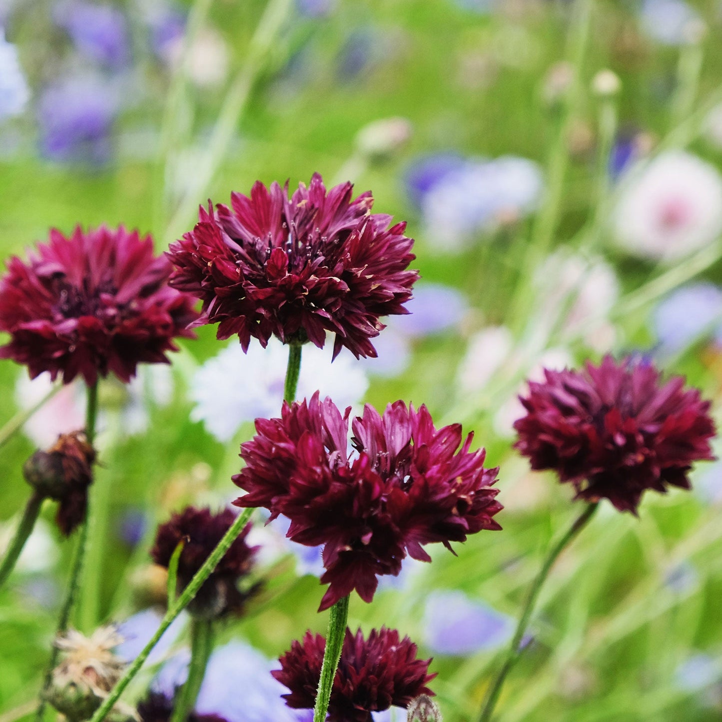 Dark almost black cornflower with colorful garden flowers in the background.