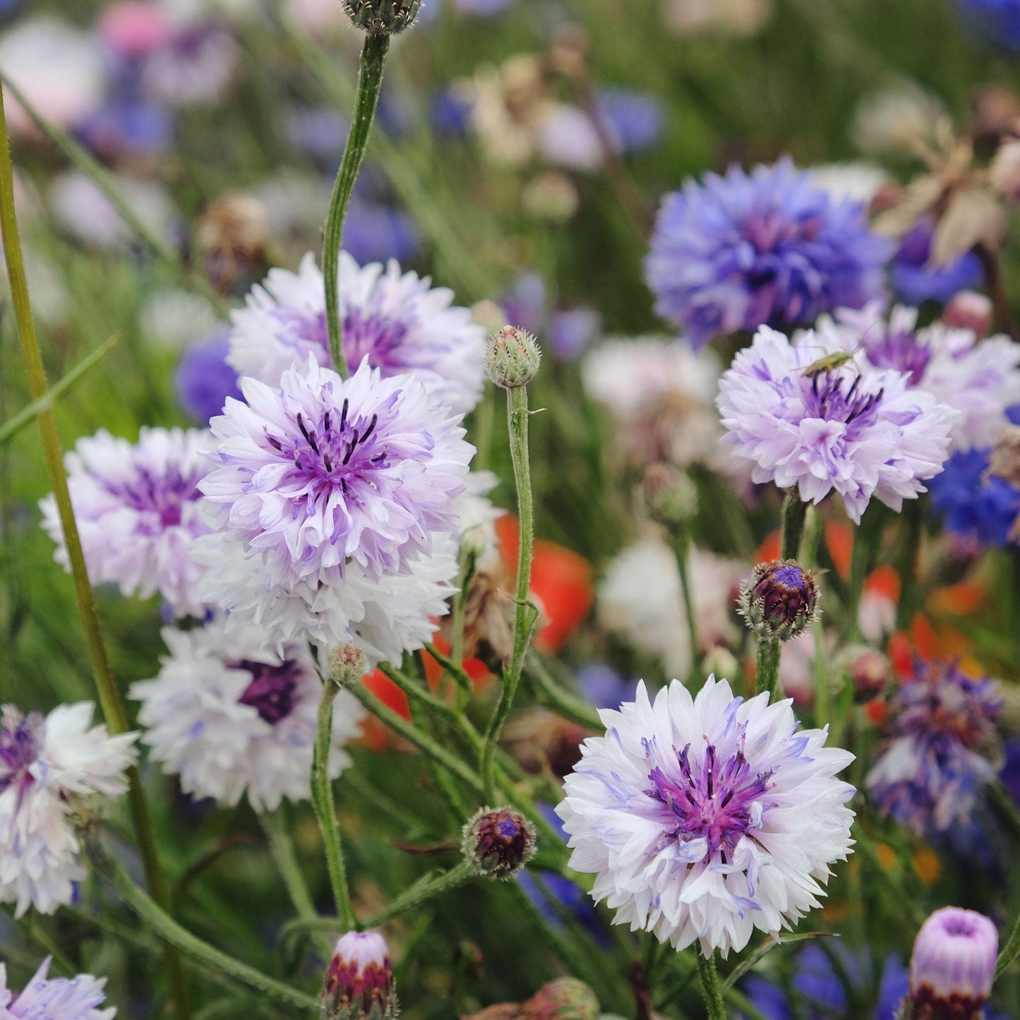 Pink frosty mix cornflower with blue and purple blooms in a garden background.