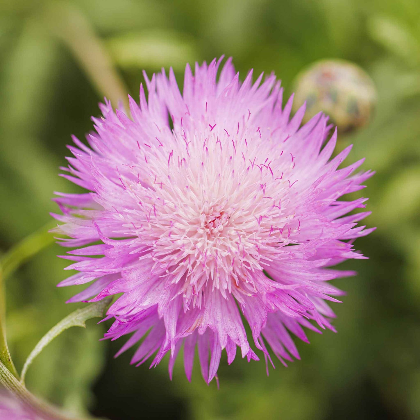 Pink and purple imperialis mix cornflowers with green leaves in a garden setting.
