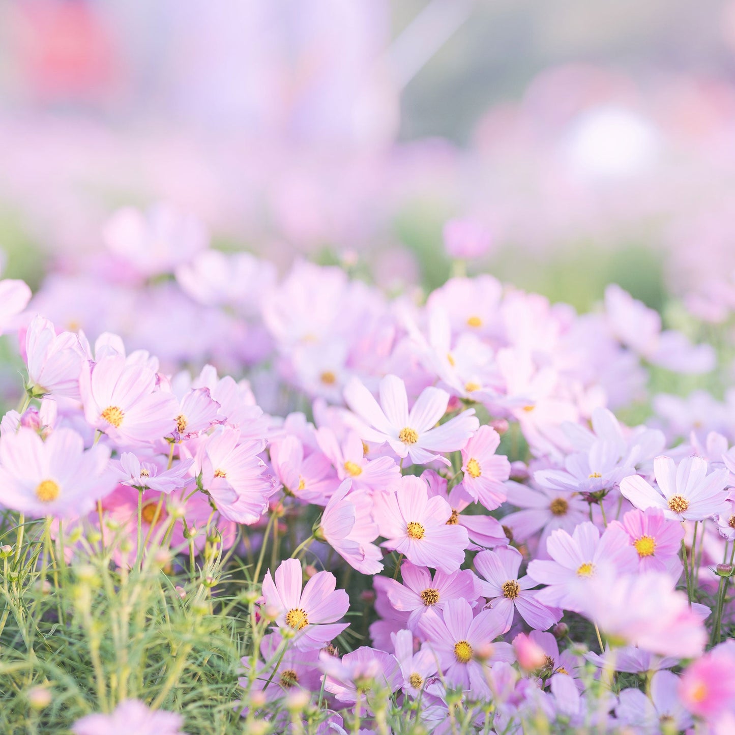 Vibrant pink cosmos pinkie flowers in a colorful mixed garden setting.