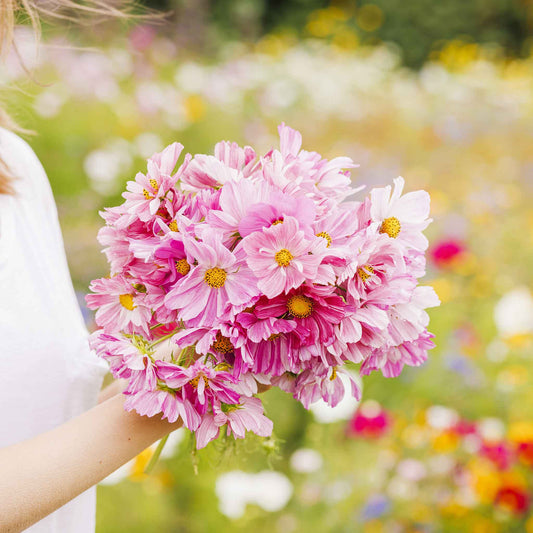 Hand-held Cosmos Rosetta bouquet showing pink coloring and flower form, clustered blooms, and cut stems outdoors.