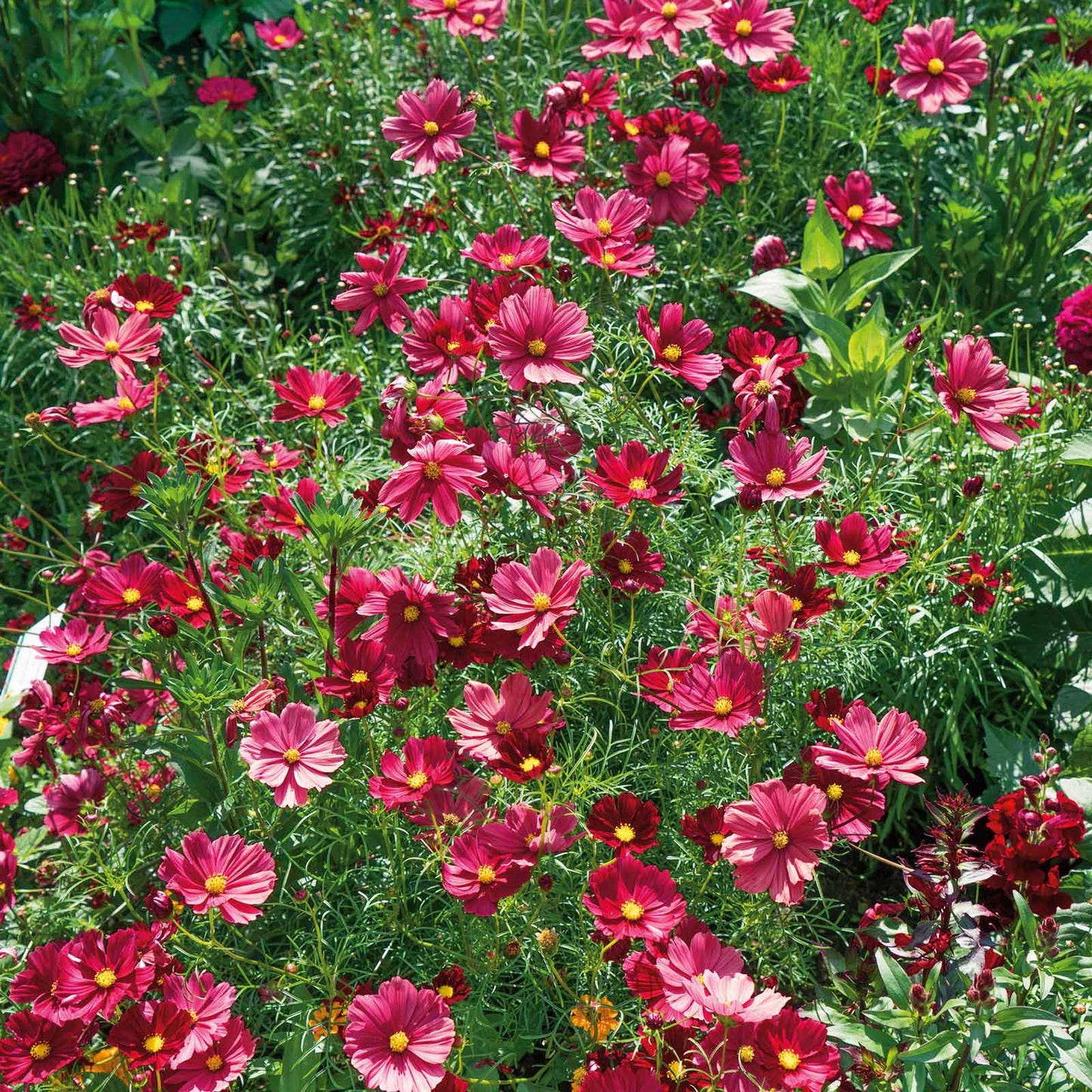 Deep red cosmos rubenza flowers with yellow centers growing in a green garden.