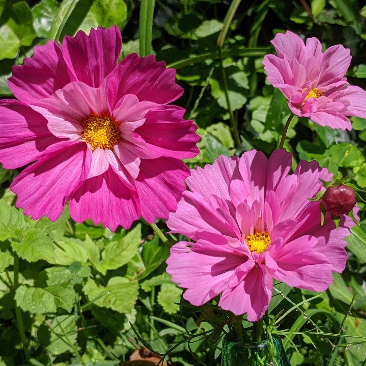 Pink and white cosmos seashells flowers blooming in a bright garden setting.