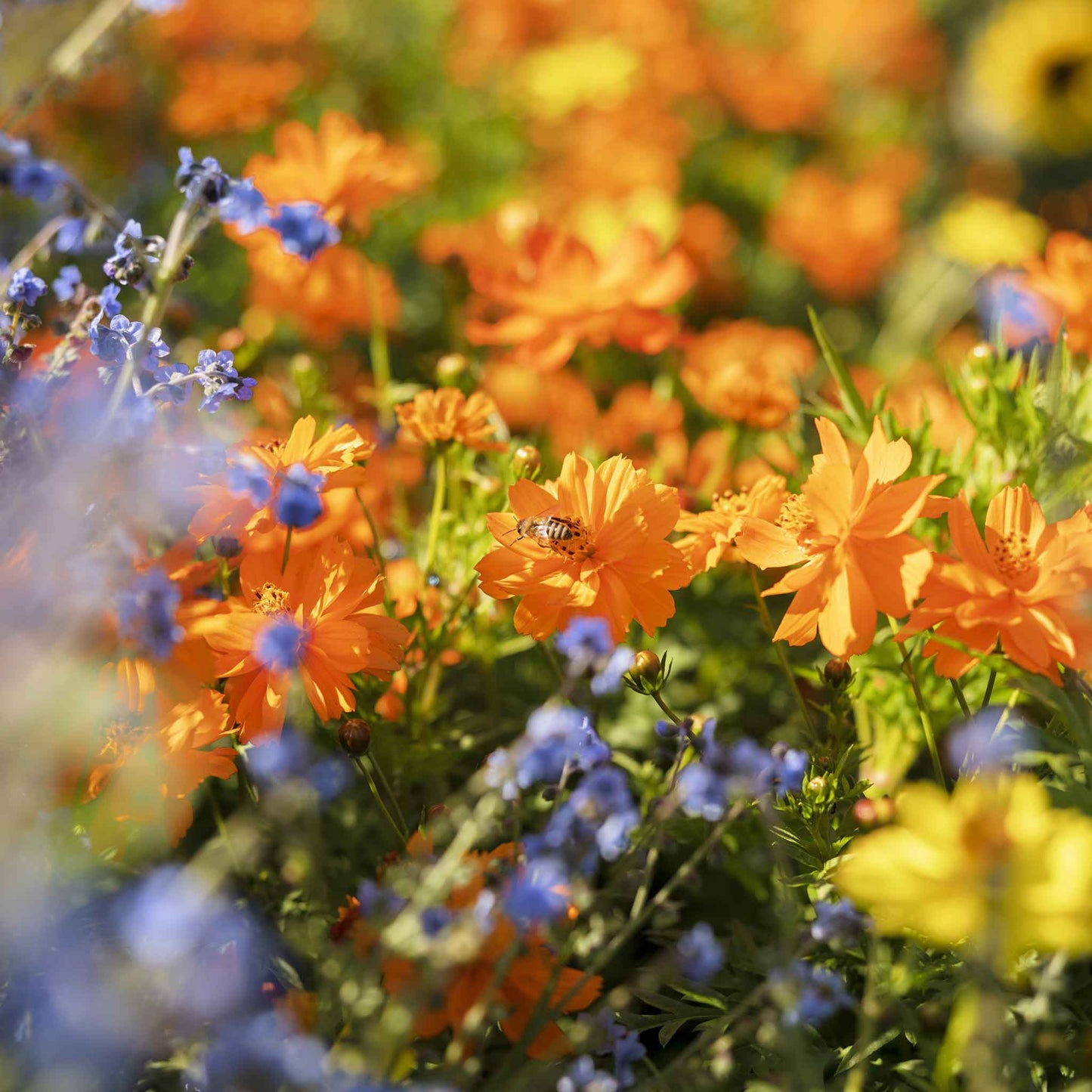 Orange cosmos crest orange flowers with blue sky in the background.