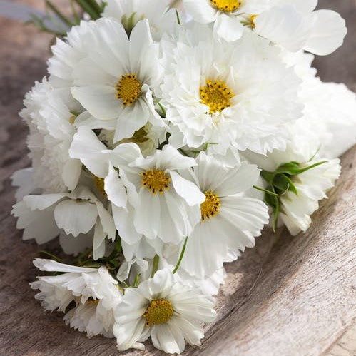 White cosmos white mix flowers with yellow centers against a plain light background.