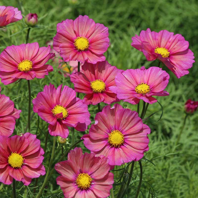 Pink cosmos xsenia flowers with magenta centers growing in a green garden setting.