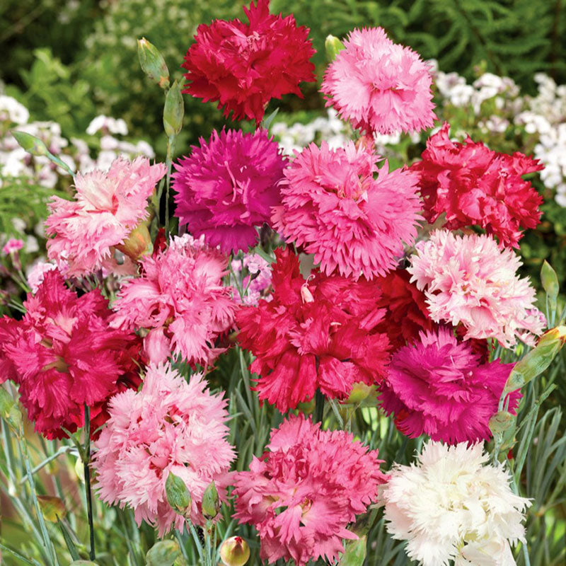 A close-up of a vibrant cottage pink sonata flowers with delicate petals, set on a soft background.