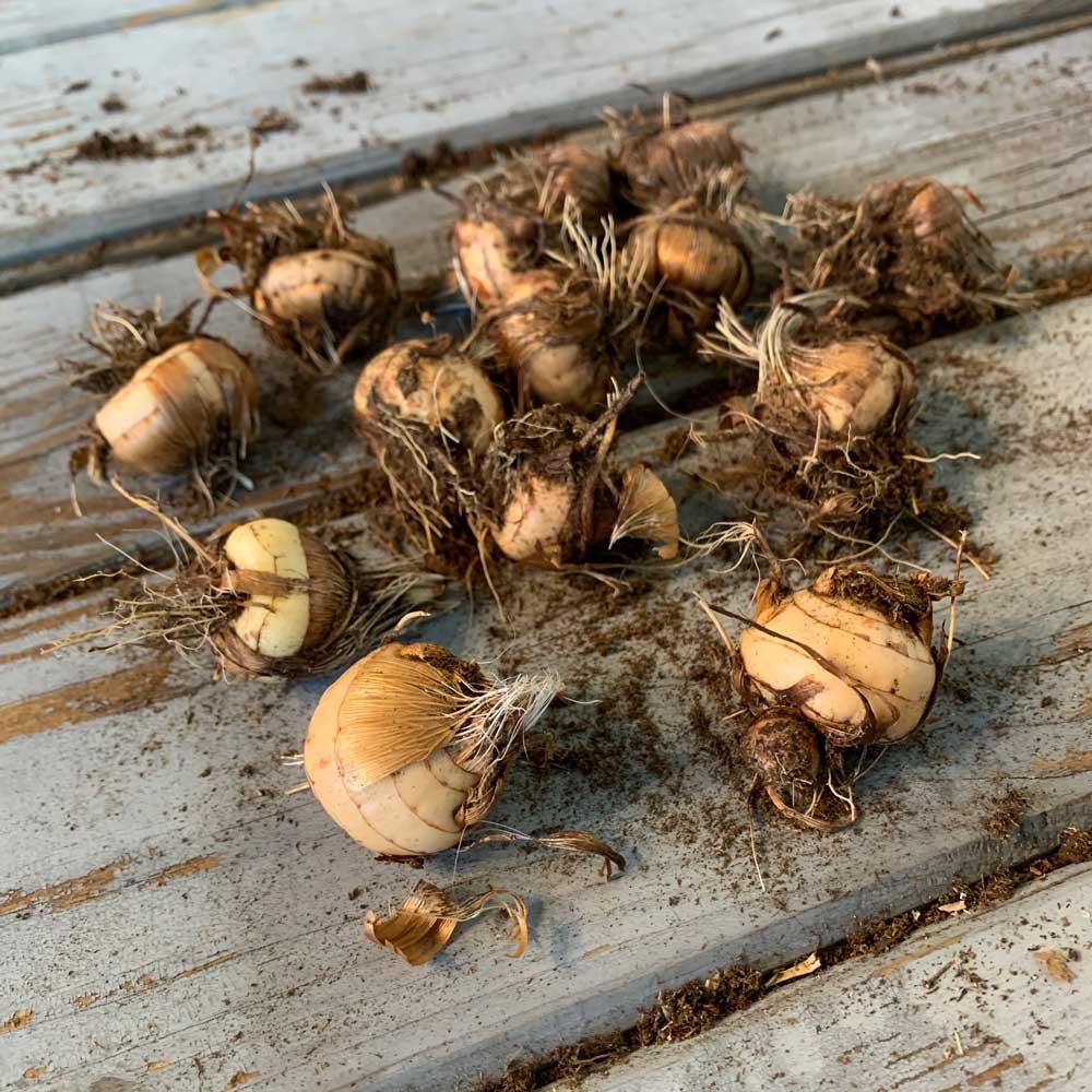 A cluster of crocosmia bulbs with dirt on them sitting on a wooden surface.