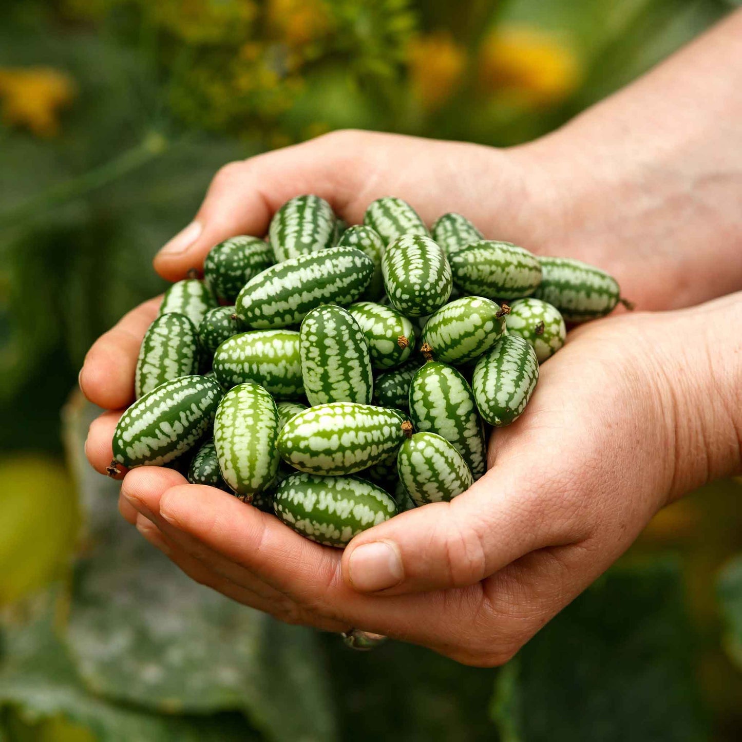 Hands holding a handful of Mexican Sour Gherkin cucumbers.