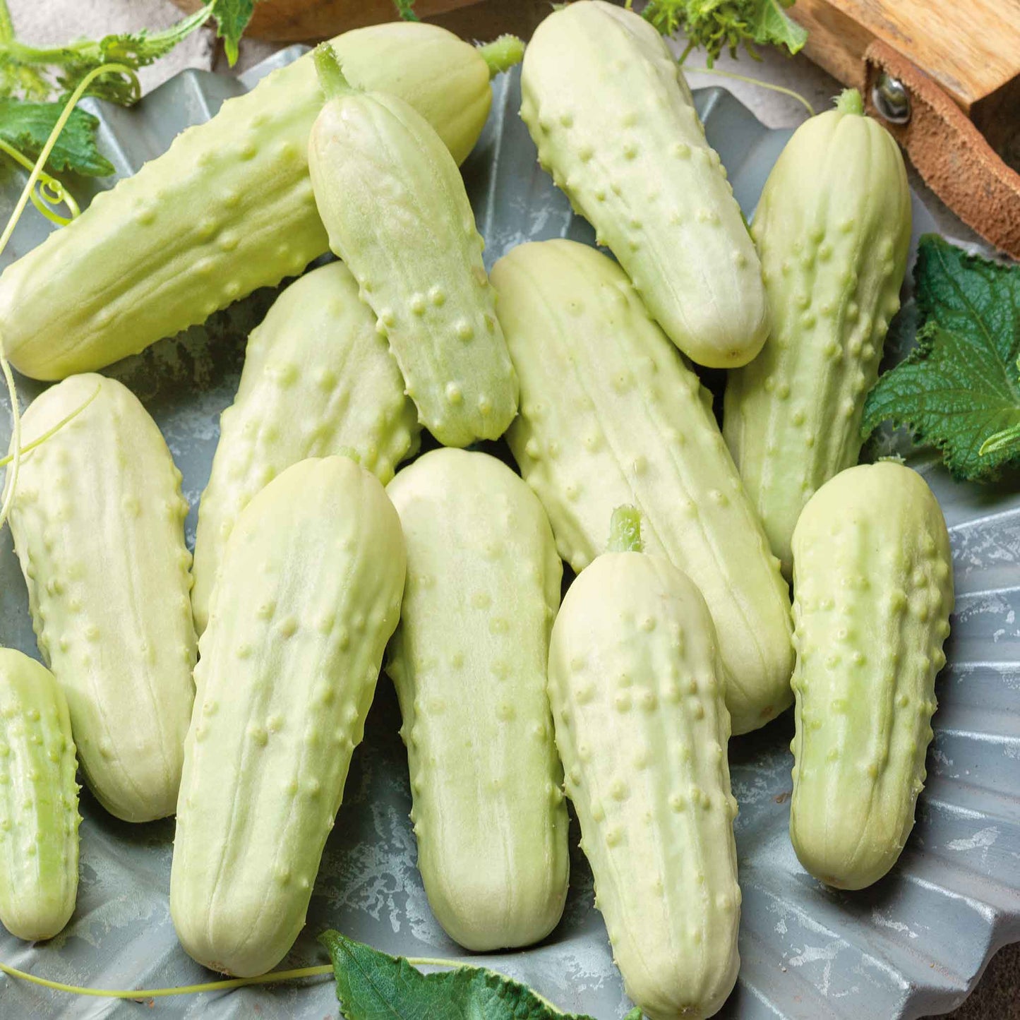 A light green, miniature white pickle cucumber, with slight bumps, is shown against a dark background.