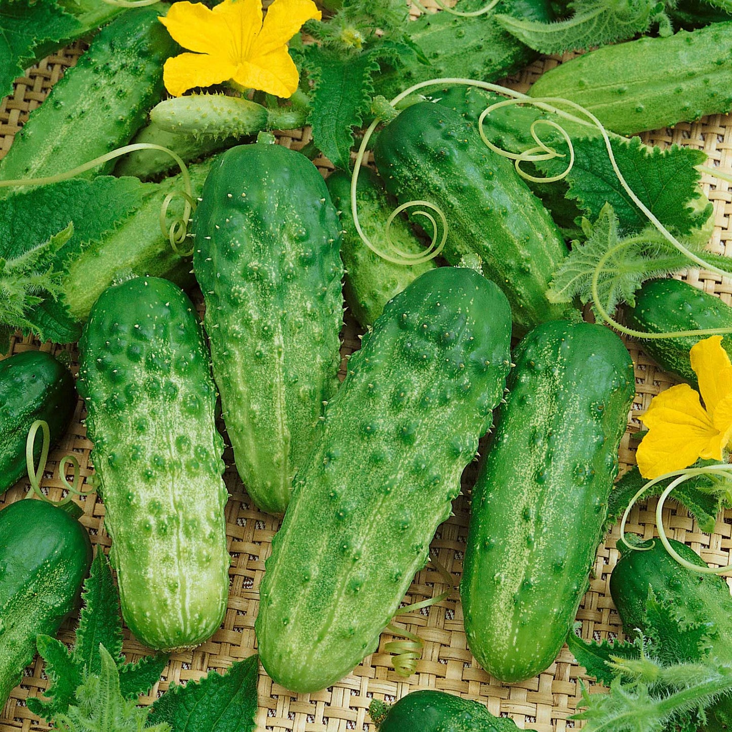 Smaller Pick A Bushel F1 cucumbers showing bumpy skin and yellow flowers.