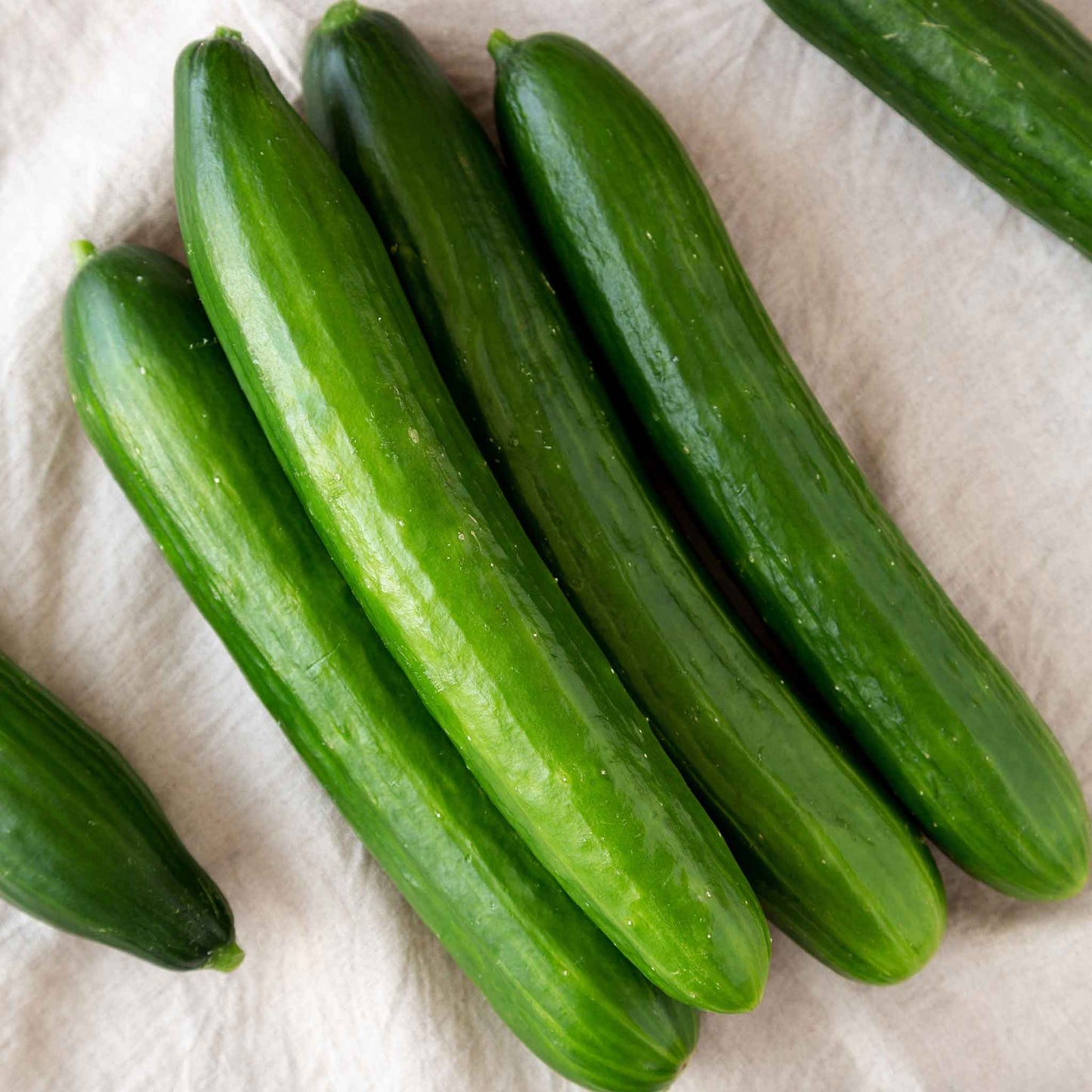 A vivid Tasty Green cucumber with a bumpy skin and a subtle sheen, sitting on a natural background.