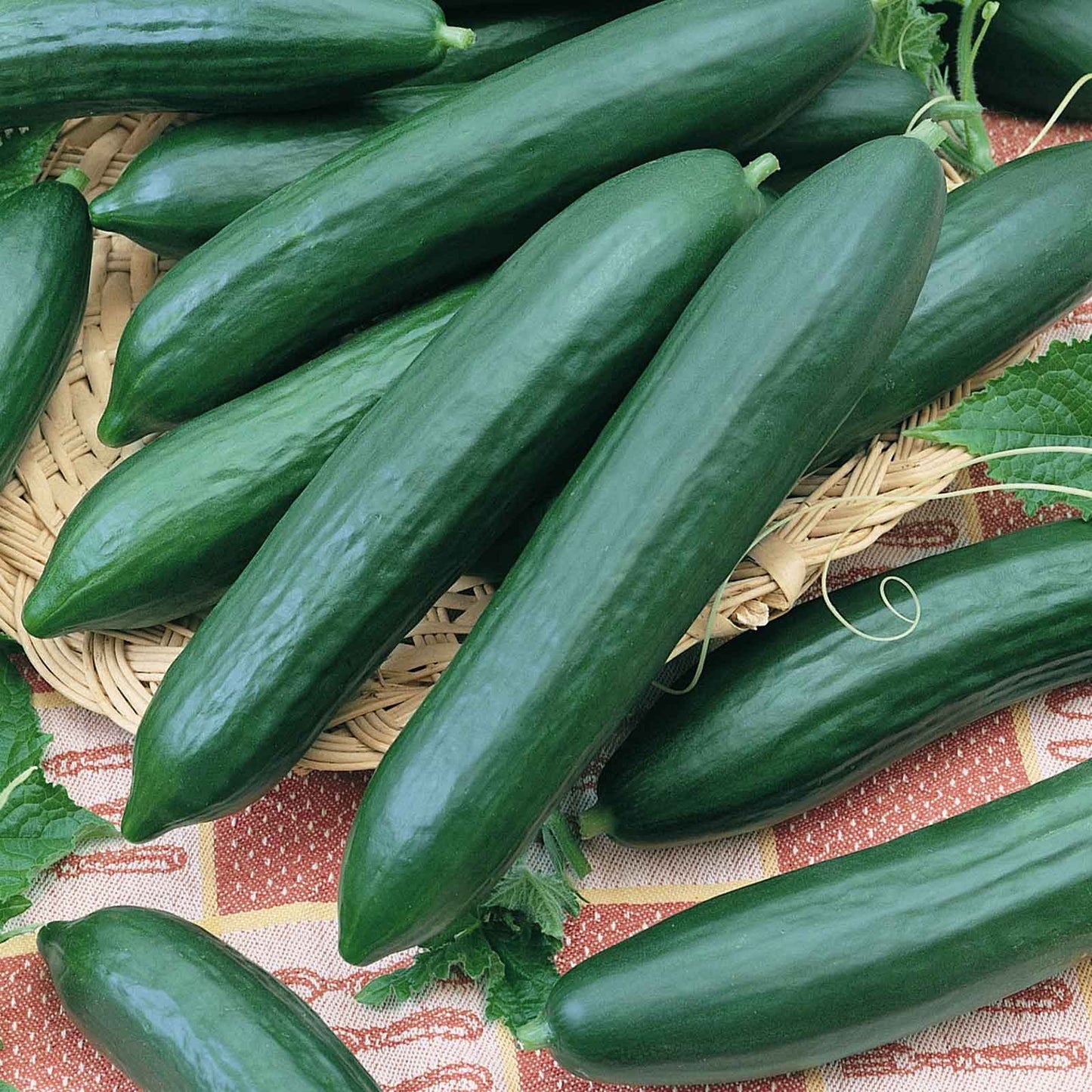 Several Tendergreen Burpless cucumbers with tapered bodies, dark green and smooth skin, on a plaid background.