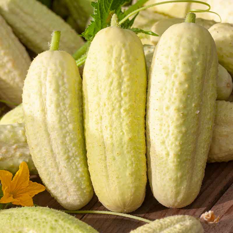 Three White Wonder cucumbers with pale skin and bumpy skin. | copyright: Floramedia UK Ltd
