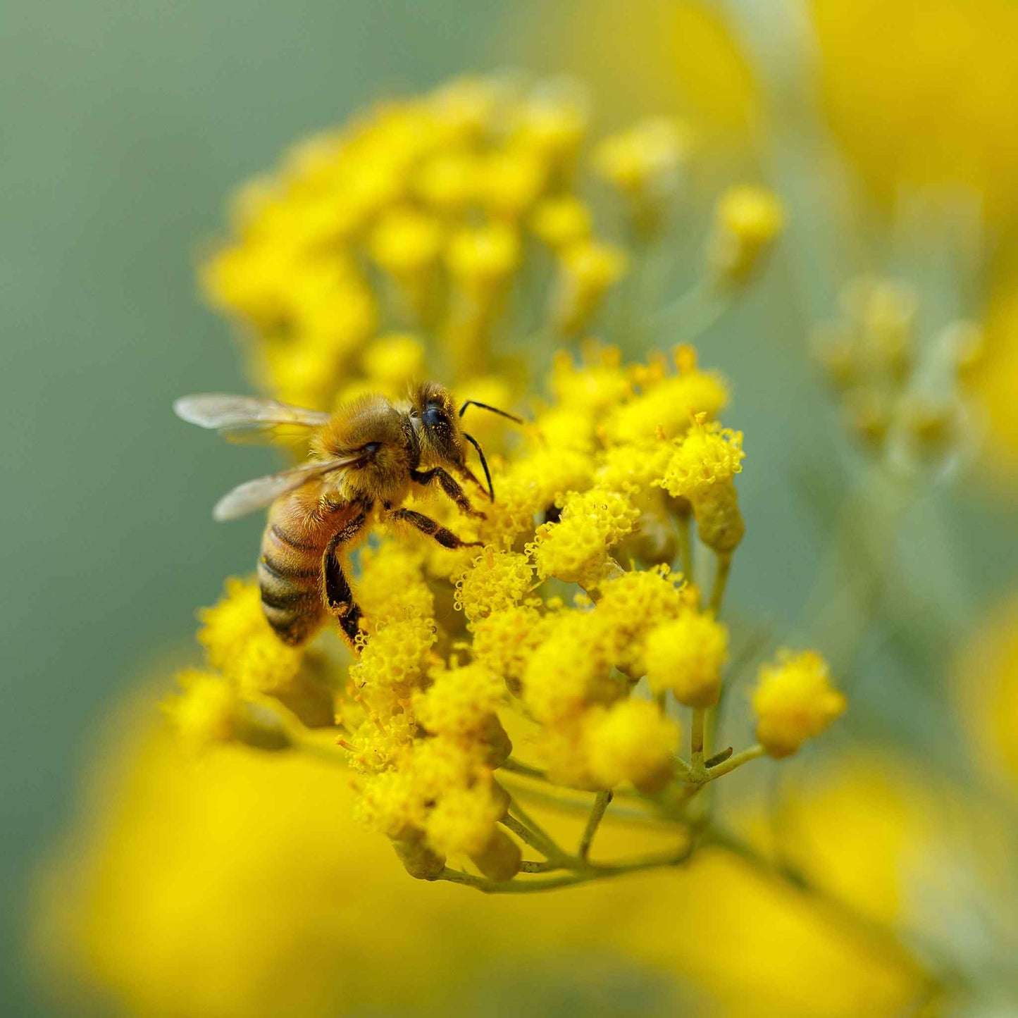 A close-up of a bee atop a vibrant green curry plant with small yellow flower clusters.