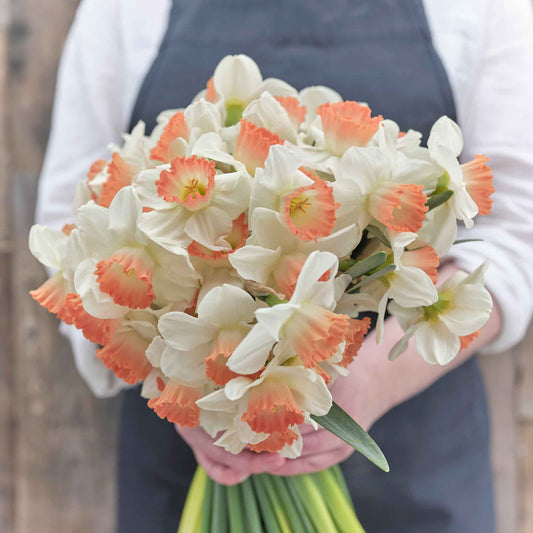 Daffodil Pink Charm growing outdoors, showing pink coloring and flower form, mature blooms, and garden foliage.