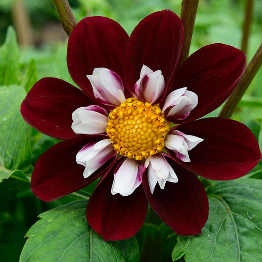 Detailed Dahlia Mary Evelyn bloom showing purple and yellow coloring against a soft garden background.