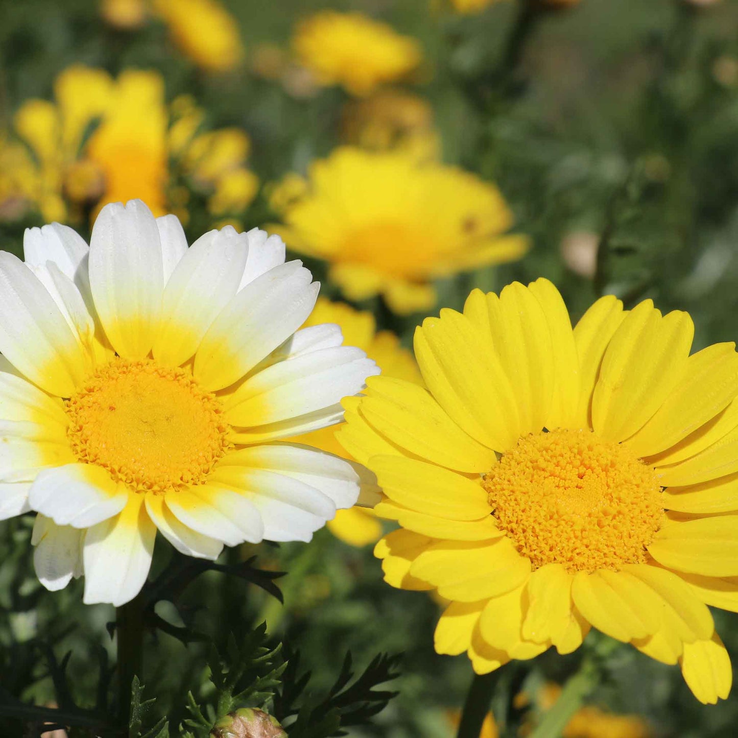 White and yellow daisy garland double mix flowers against a blurred green background.