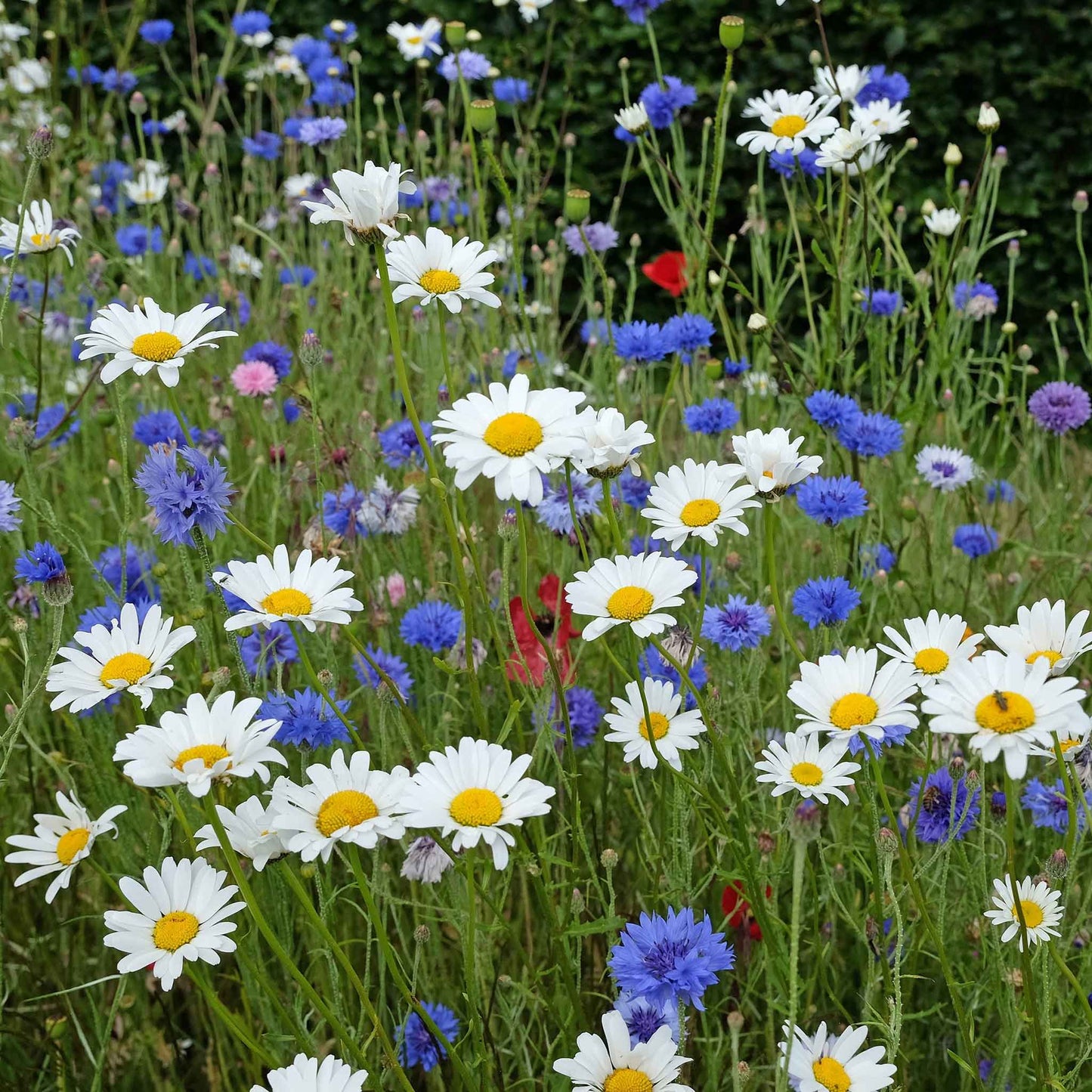 White daisy ox eye flowers growing in a mixed colorful wildflower garden setting.
