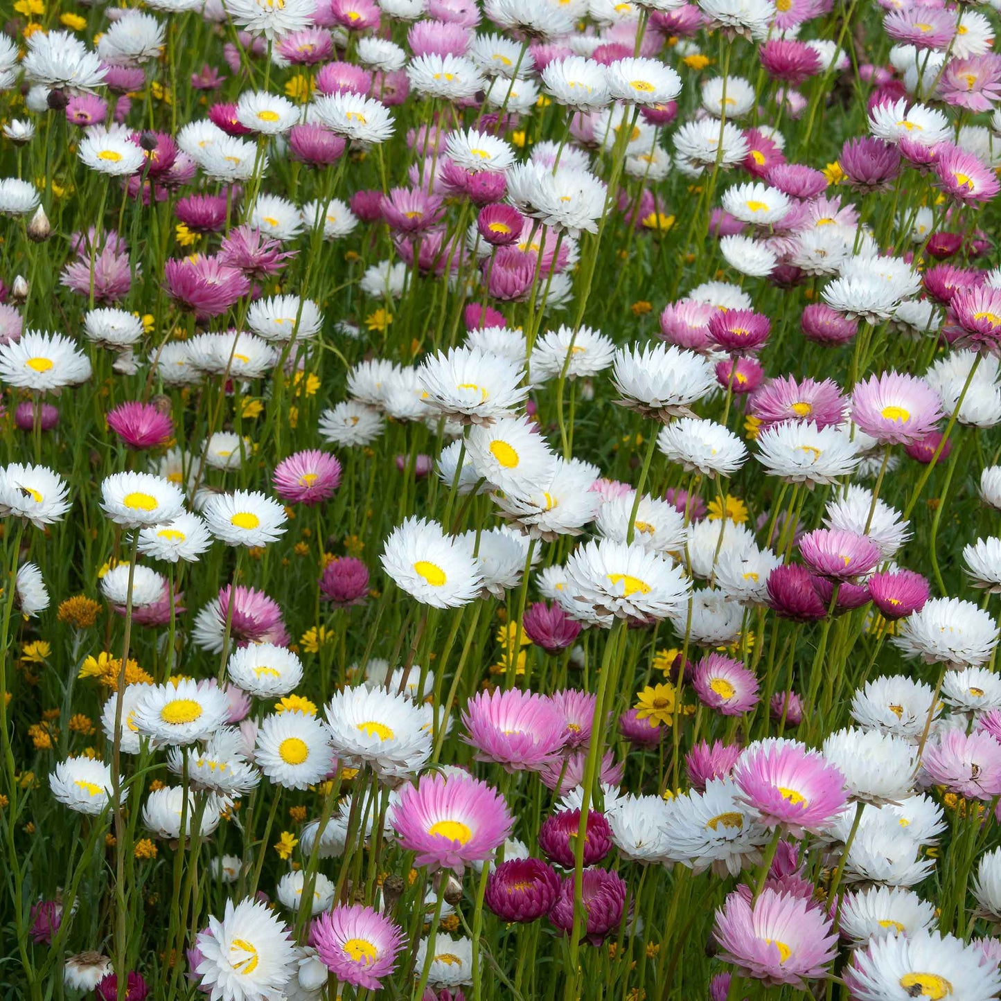 Vibrant pink and white double-petaled giant flowered paper daisies with yellow centers in full bloom.