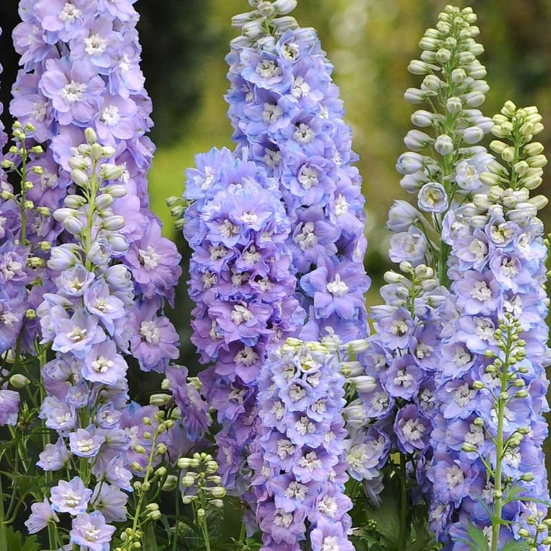 Purple delphinium guardian lavender blooms against a blurred green background.