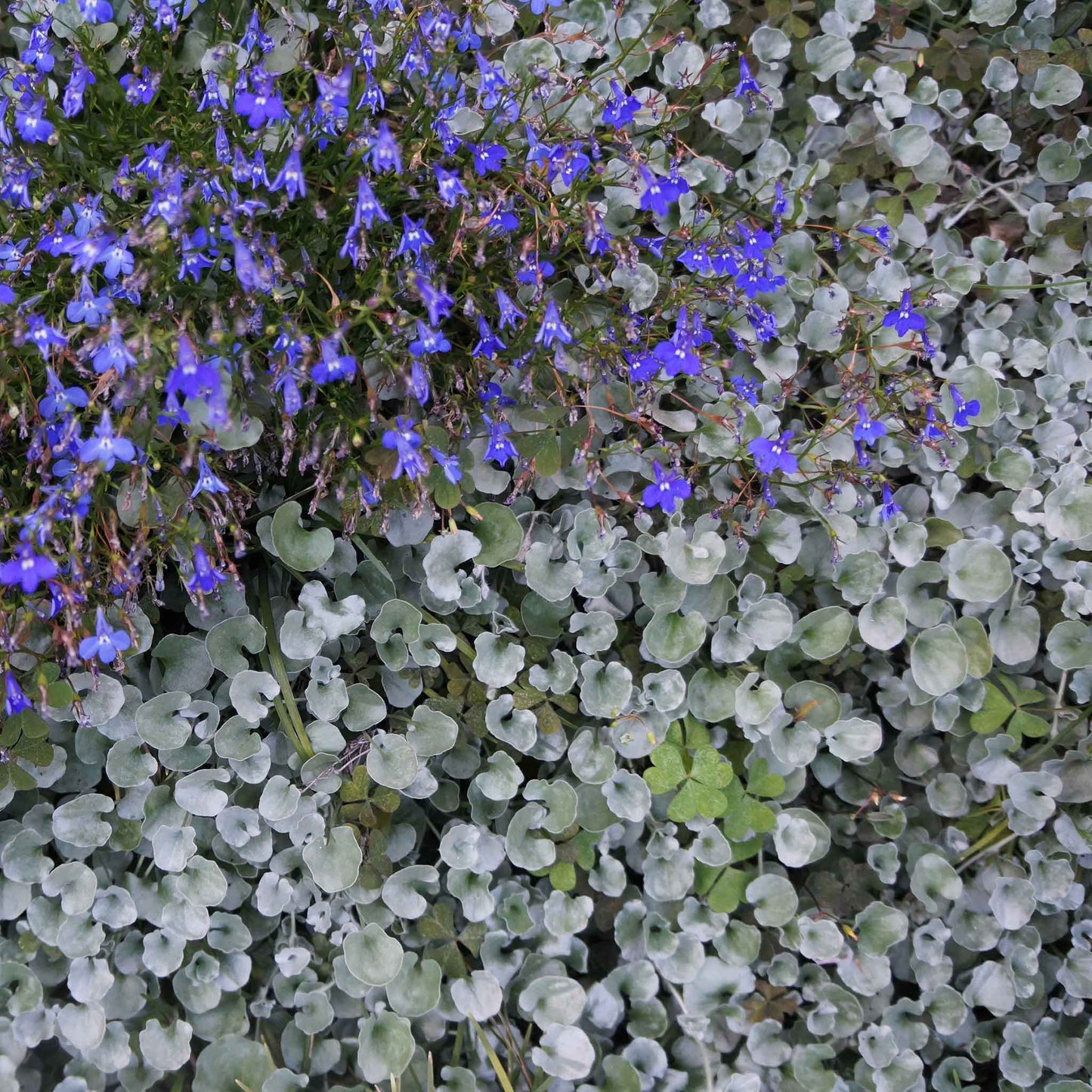 Green dichondra silver falls ground cover growing alongside blue and white garden flowers.