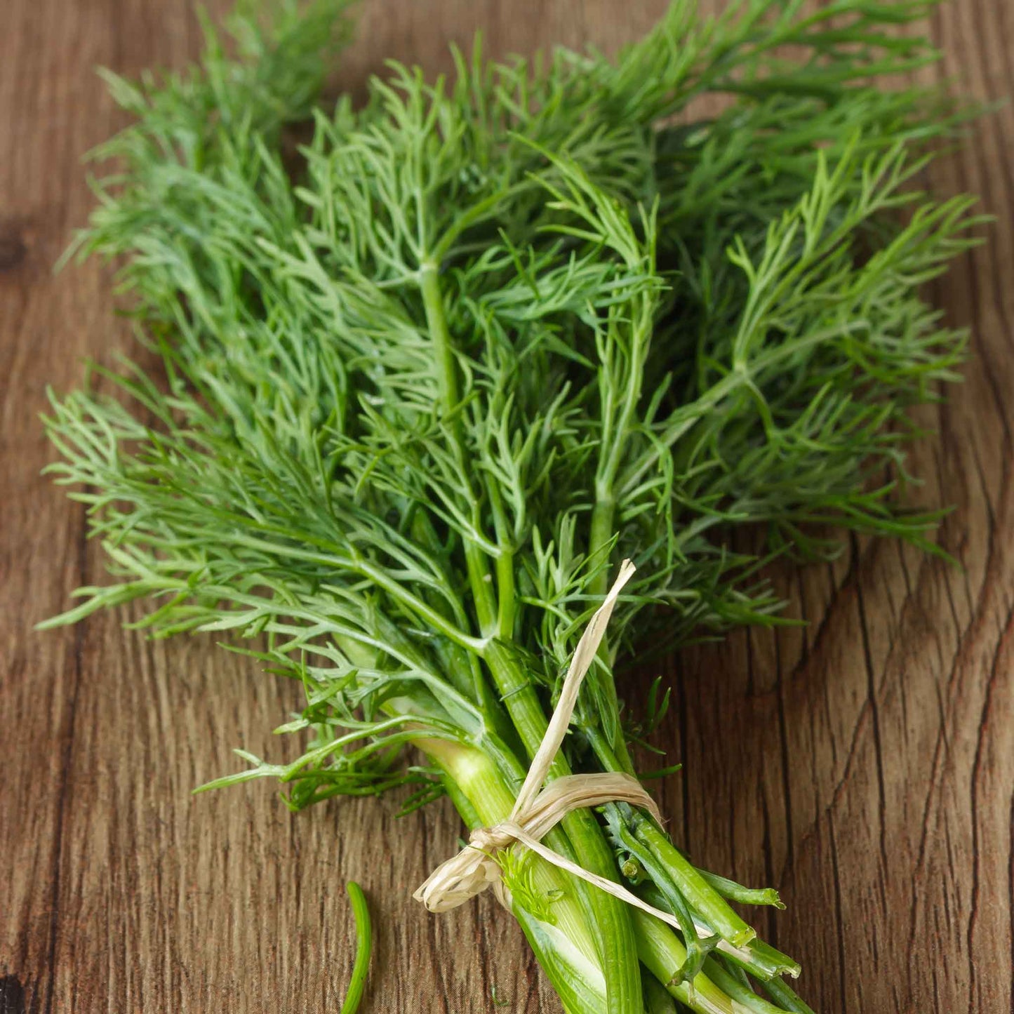 A close-up shot of green dill bouquet fronds, showing delicate textures.
