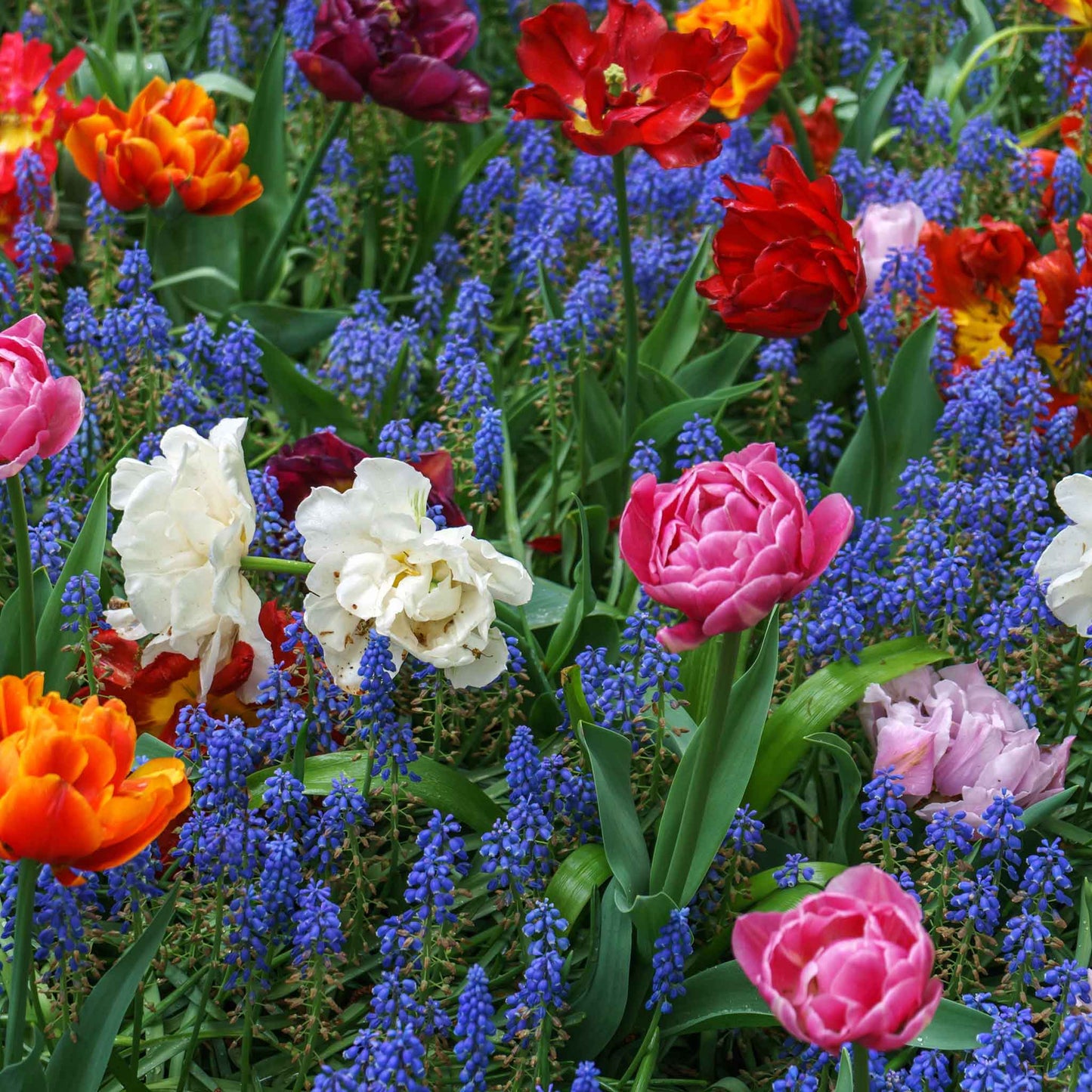 Close-up of double tulips and muscari blooms in a colorful field.