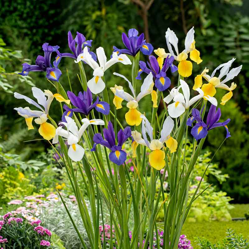 Dutch iris hollandica mix with mixed blooms and yellow flowers in a sunny garden. | copyright: Floramedia UK Ltd