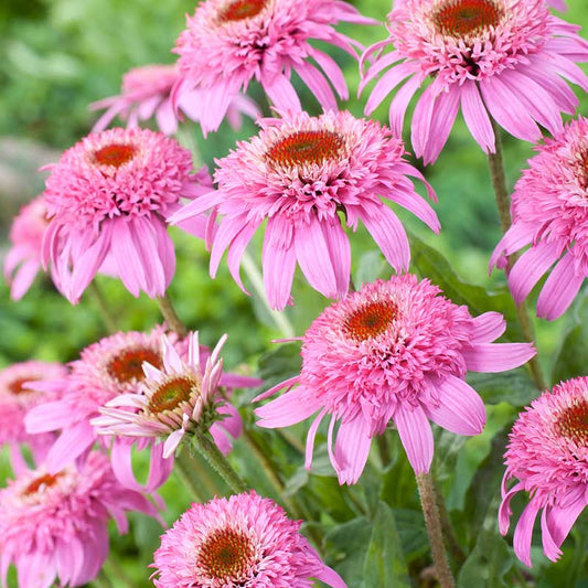 Pink Double Delight echinacea with vivid pink double blooms and rust-red cone centers