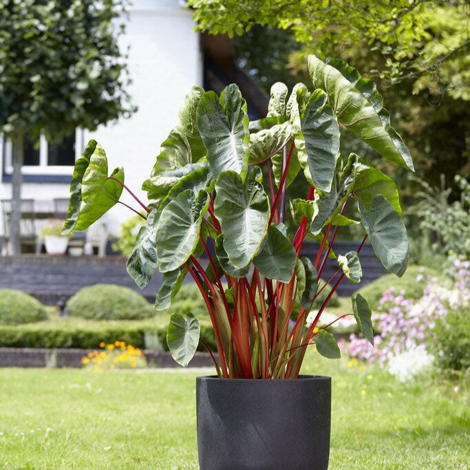A potted Hawaiian Punch Elephant Ear with prominent green leaves and red stems in a garden setting.