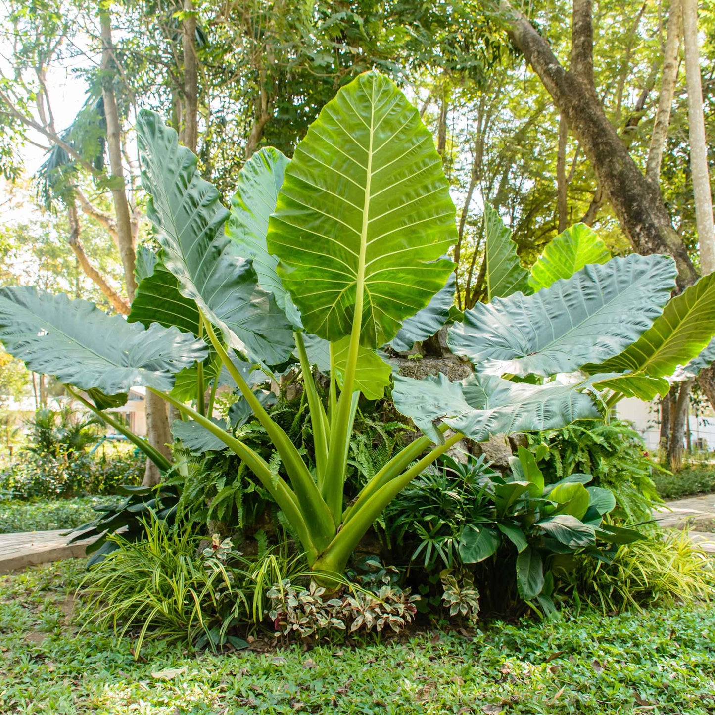 A Jumbo Upright elephant ear plant with broad, green leaves stands prominently, filling the frame.