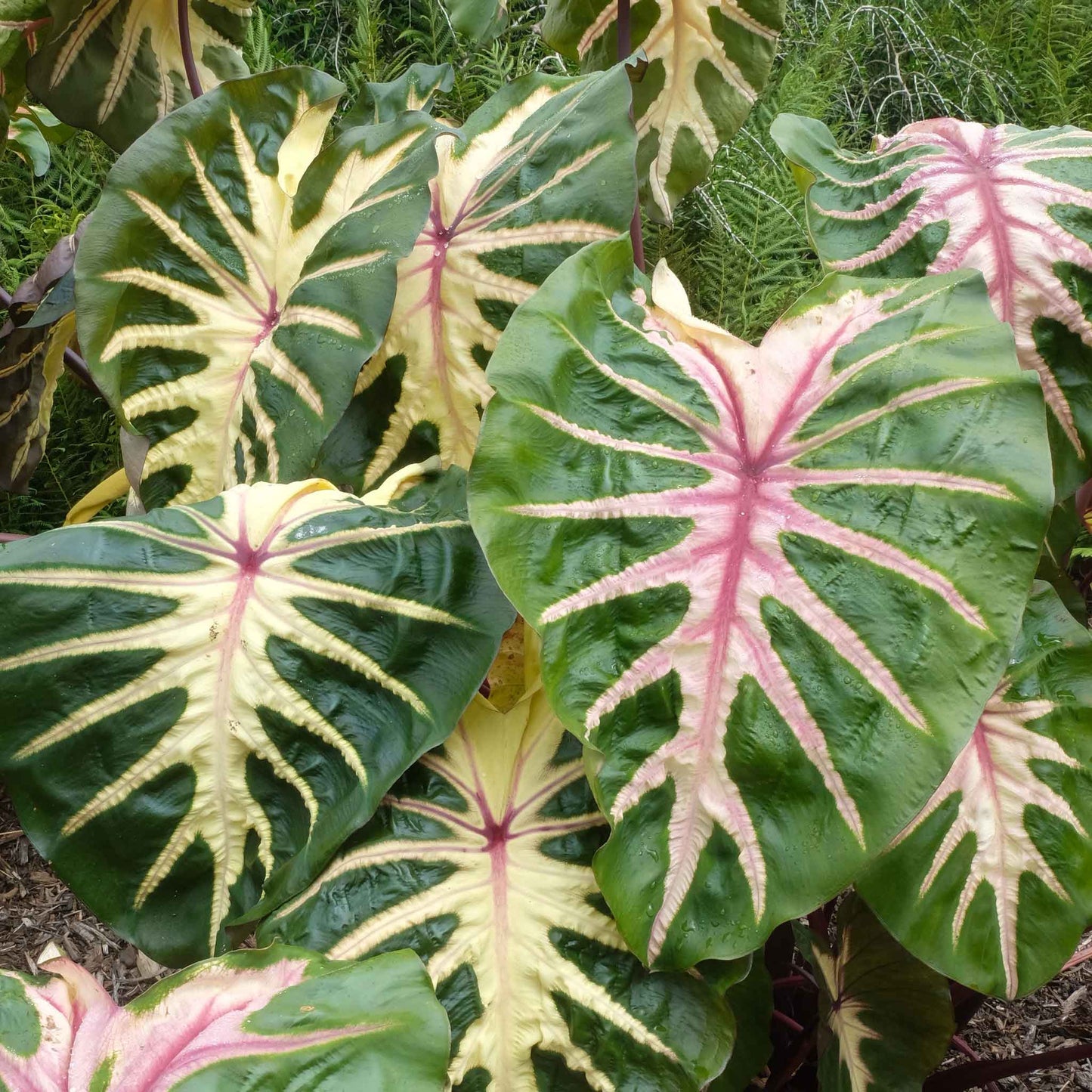 Royal Hawaiian Waikiki Elephant ear plant with green leaves, red veins, and pink splashes.