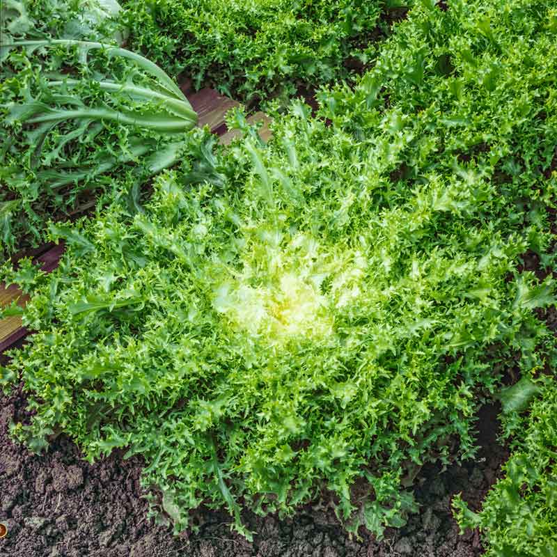 Green Curled Ruffec Endive with delicate, frilly leaves. | copyright: Floramedia UK Ltd