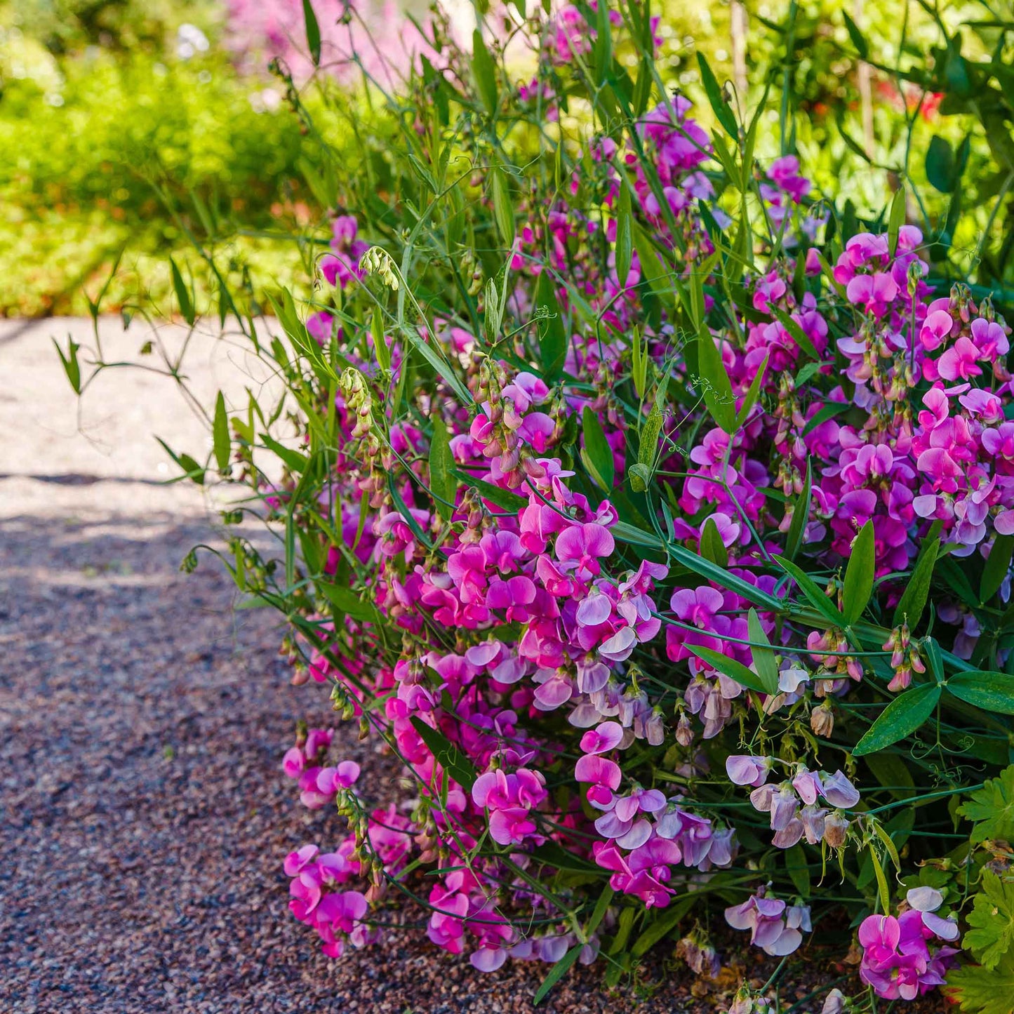 Everlasting pea pink and white flowers with a green leafy background
