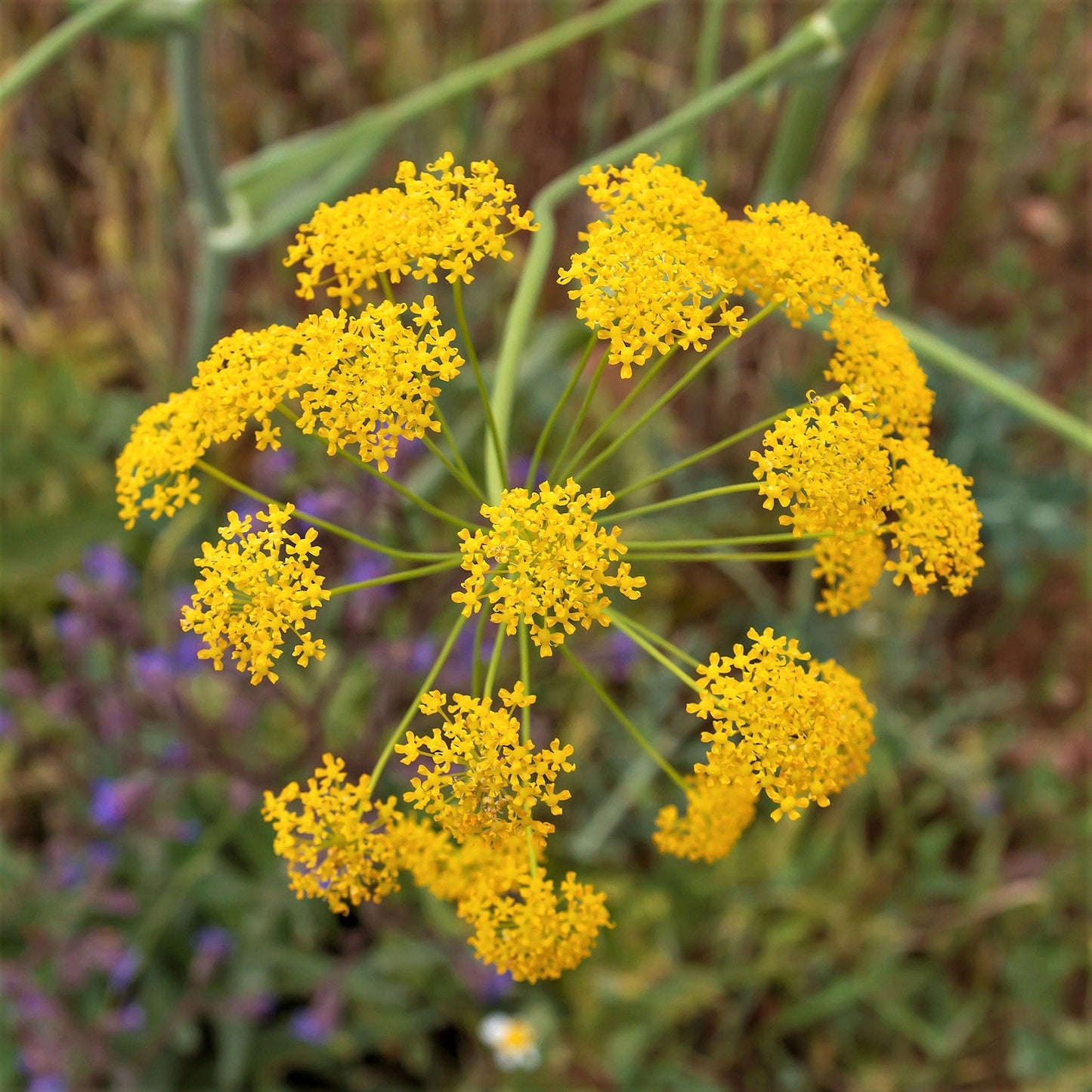 A close-up of a fennel bloom, showing the delicate yellow flowers.