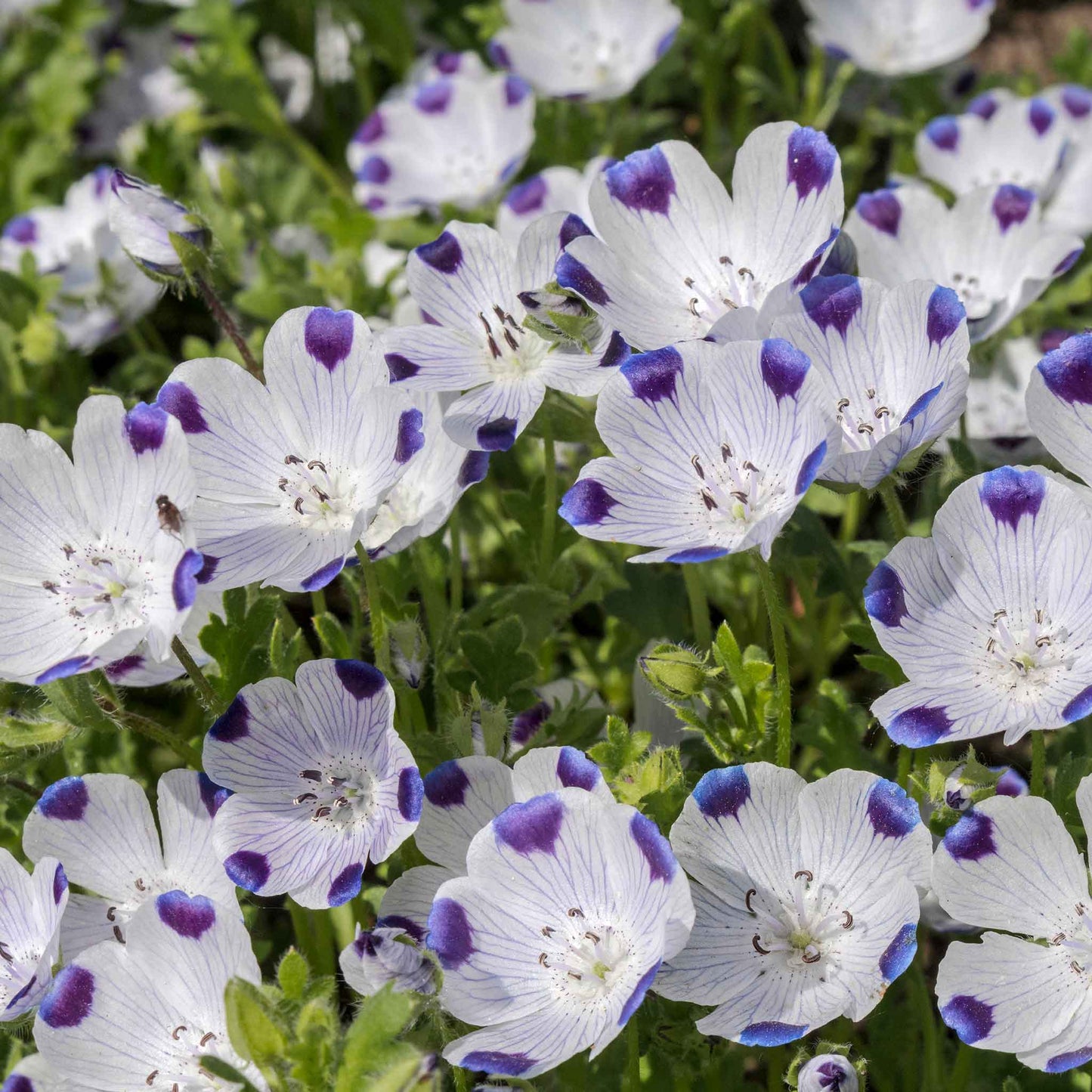 A close-up of a blooming Fivespot flower with white petals and a purple-spotted center.