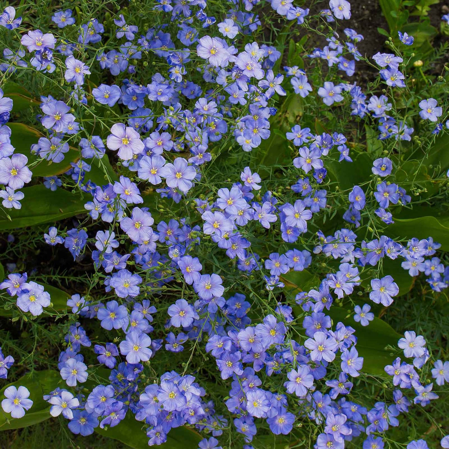Blue flax perennial blue flowers covering a bright open garden setting.