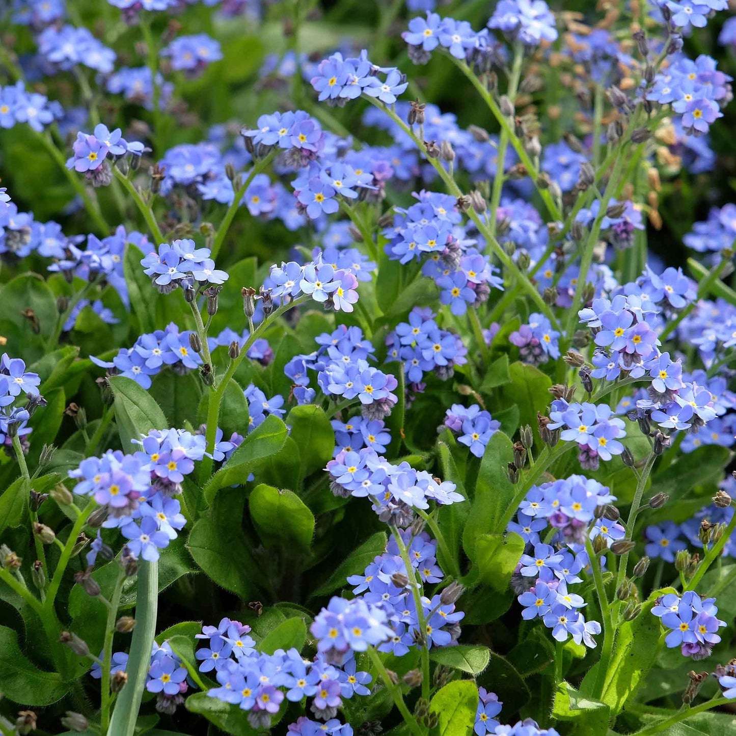 Blue forget me not blue flower with yellow center against a blurred green background.