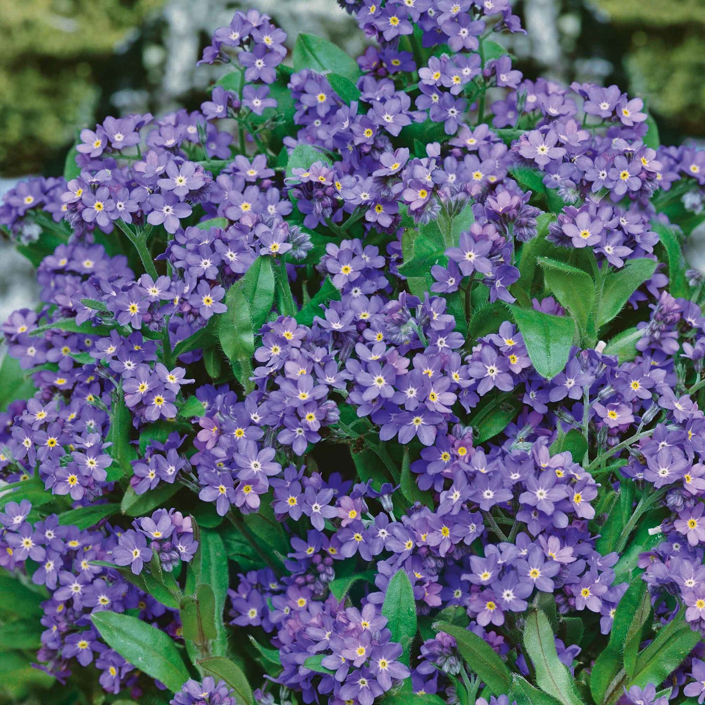 Purple forget me not indigo blue flowers growing against a blurred green background.