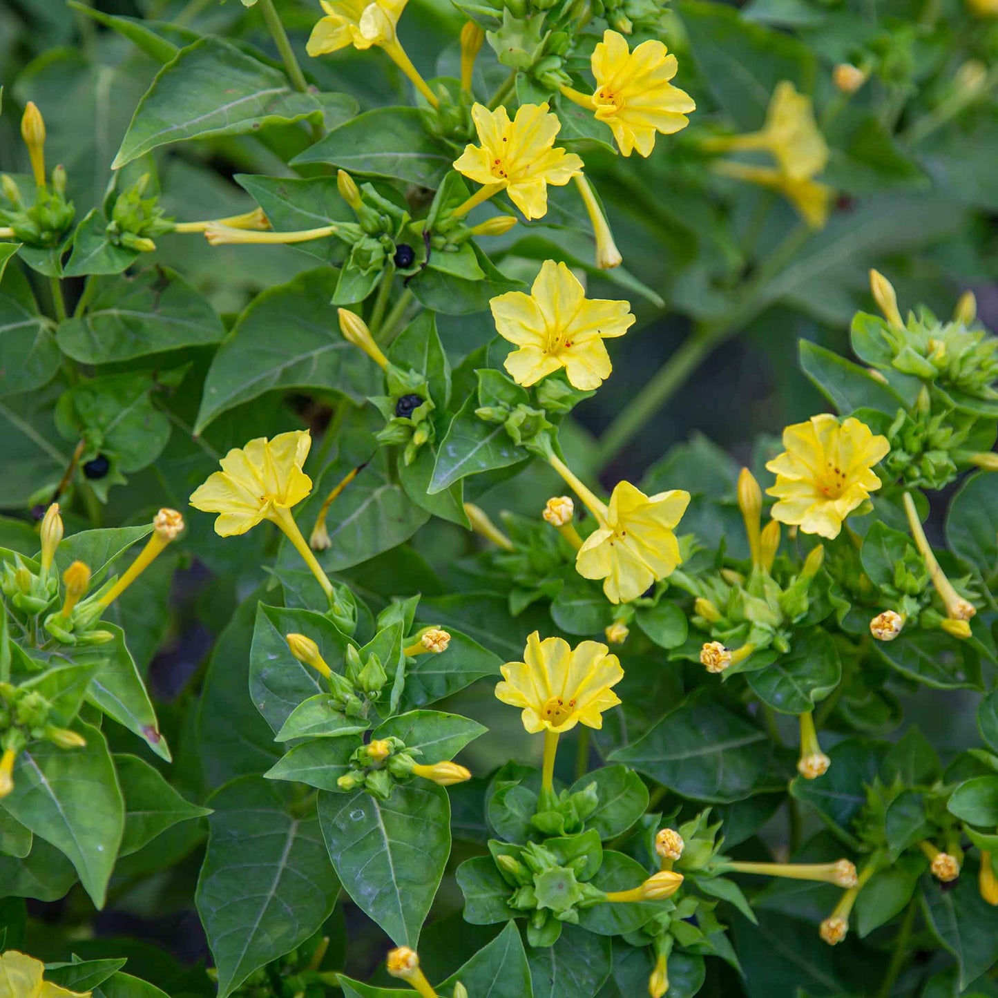 Yellow four o'clock yellow flowers with green leaves in a bright garden setting.