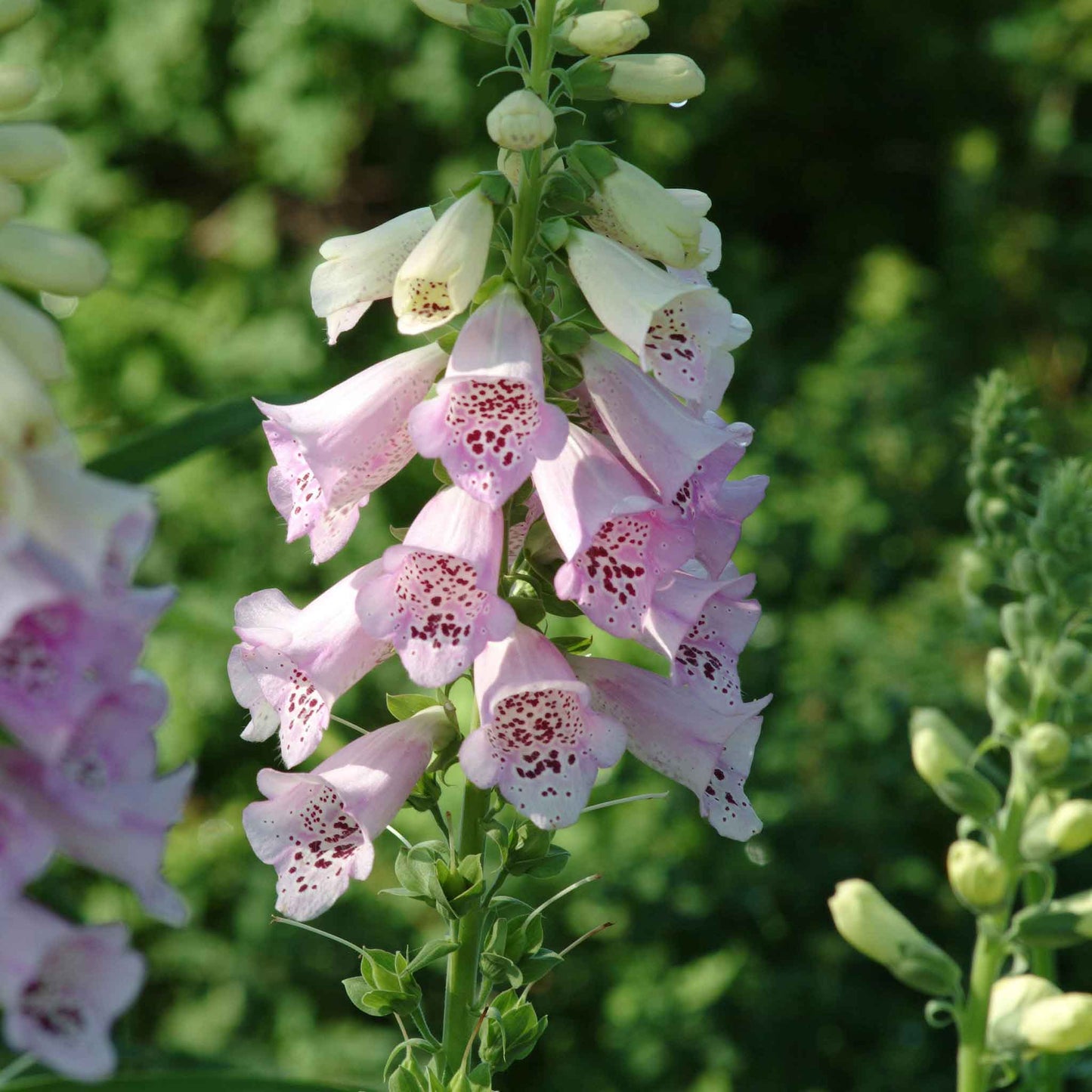 Purple foxglove camelot lavender blooms on tall stems against a blurred green background.