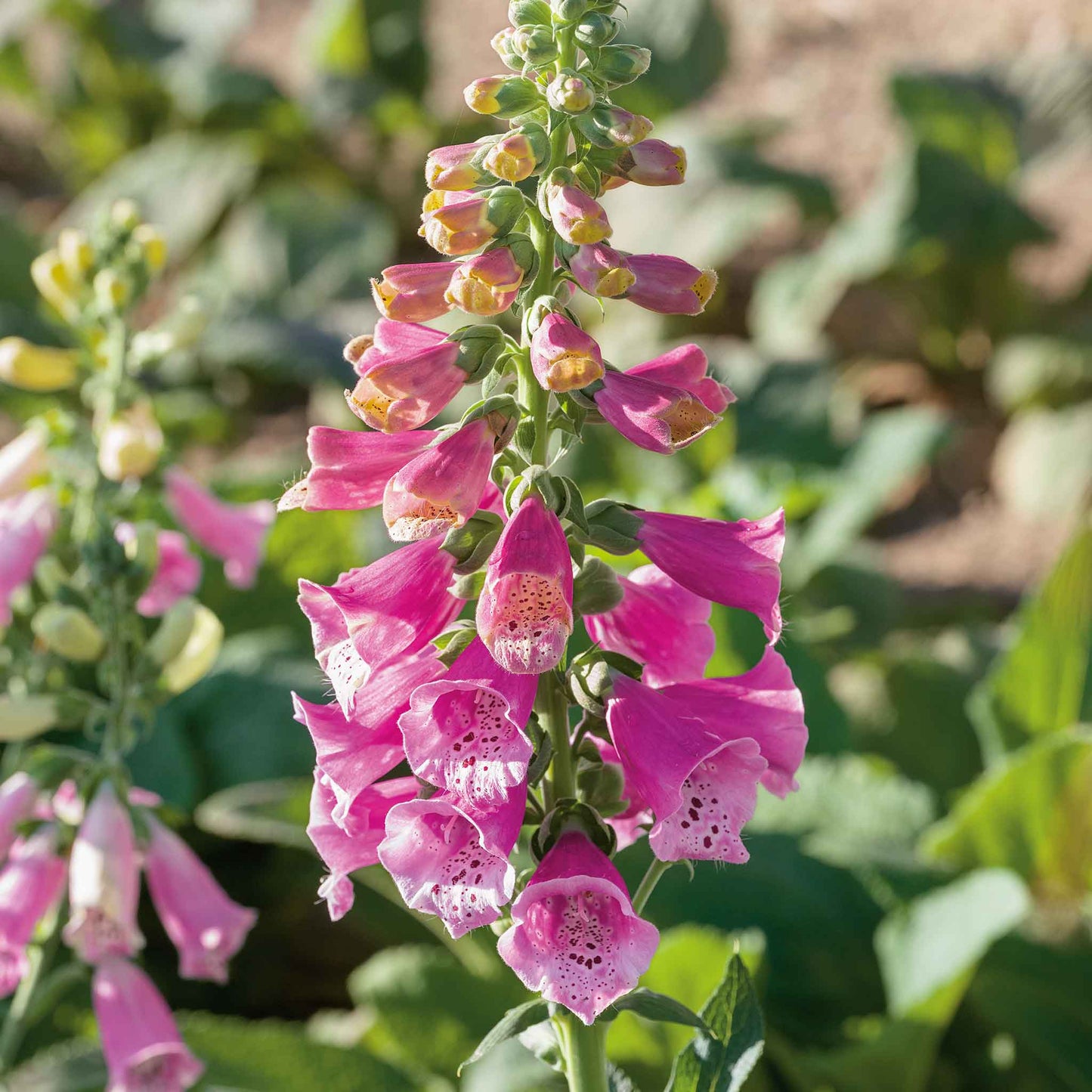Pink and purple foxglove foxy mix flowers against a blurred green background.