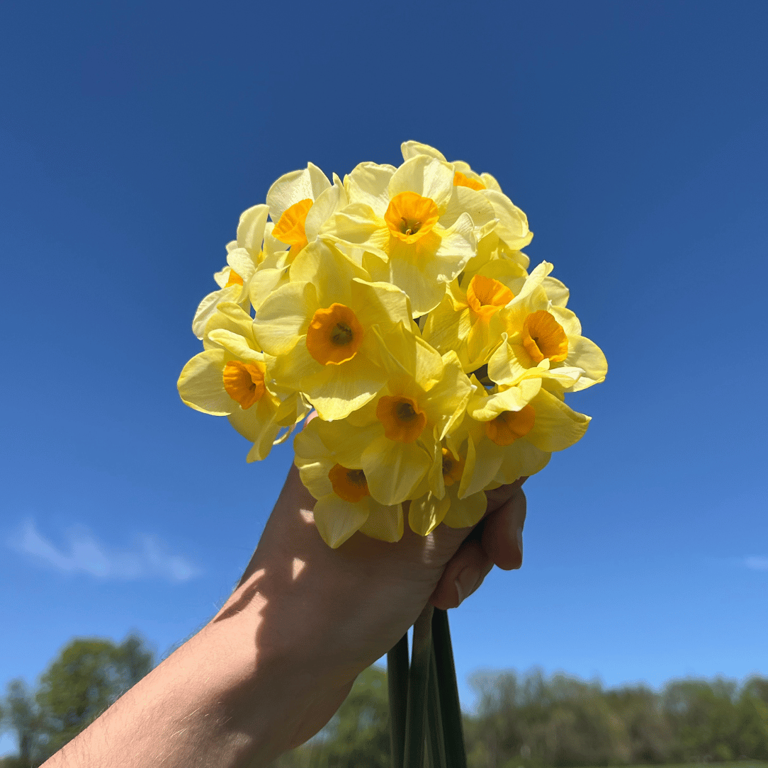 Narcissus Long-Lasting 'Fragrant Mixture'