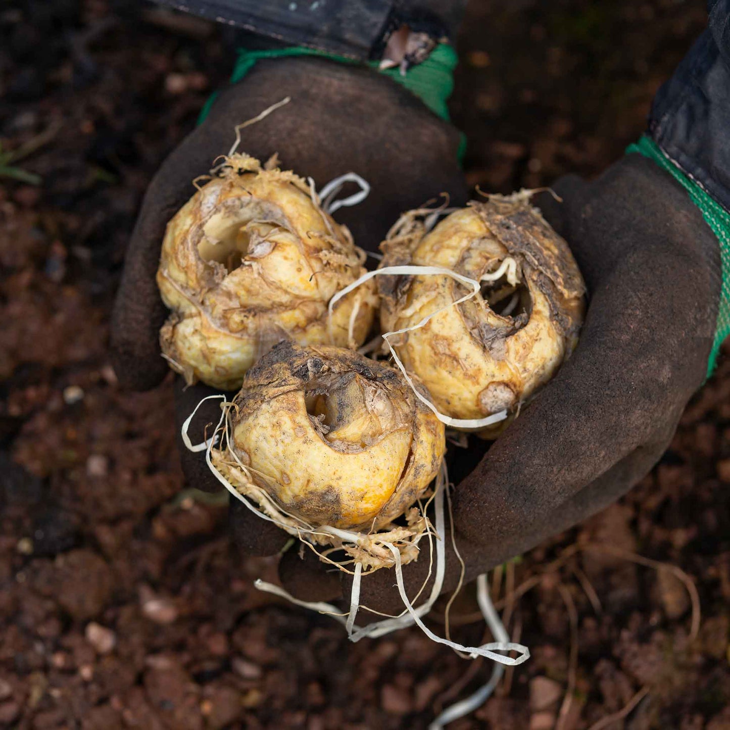 A close-up shot of several brown fritillaria bulbs with dried roots and stems, against a dark background.