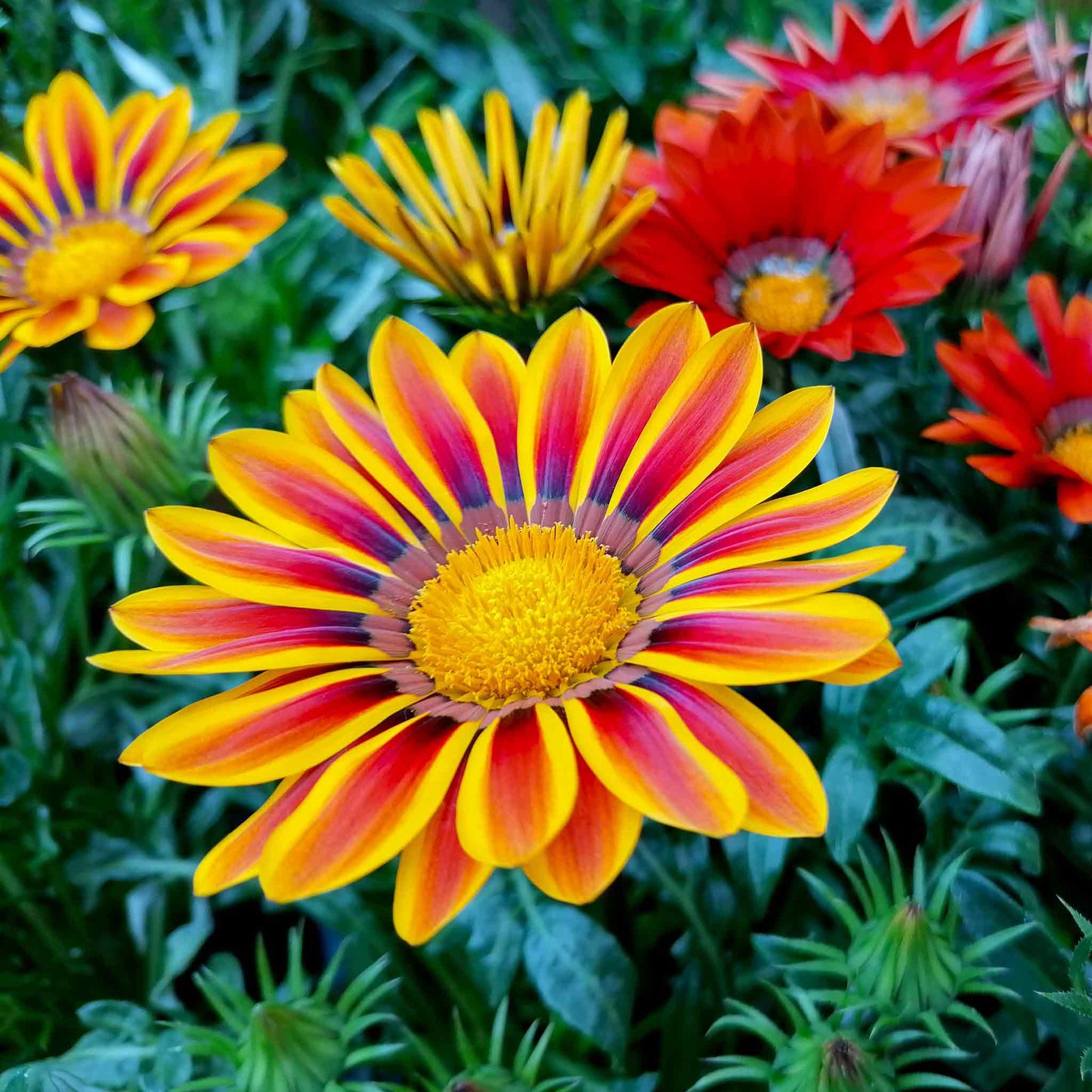 Orange and red gazania sunshine mix flowers against a blurred green background.