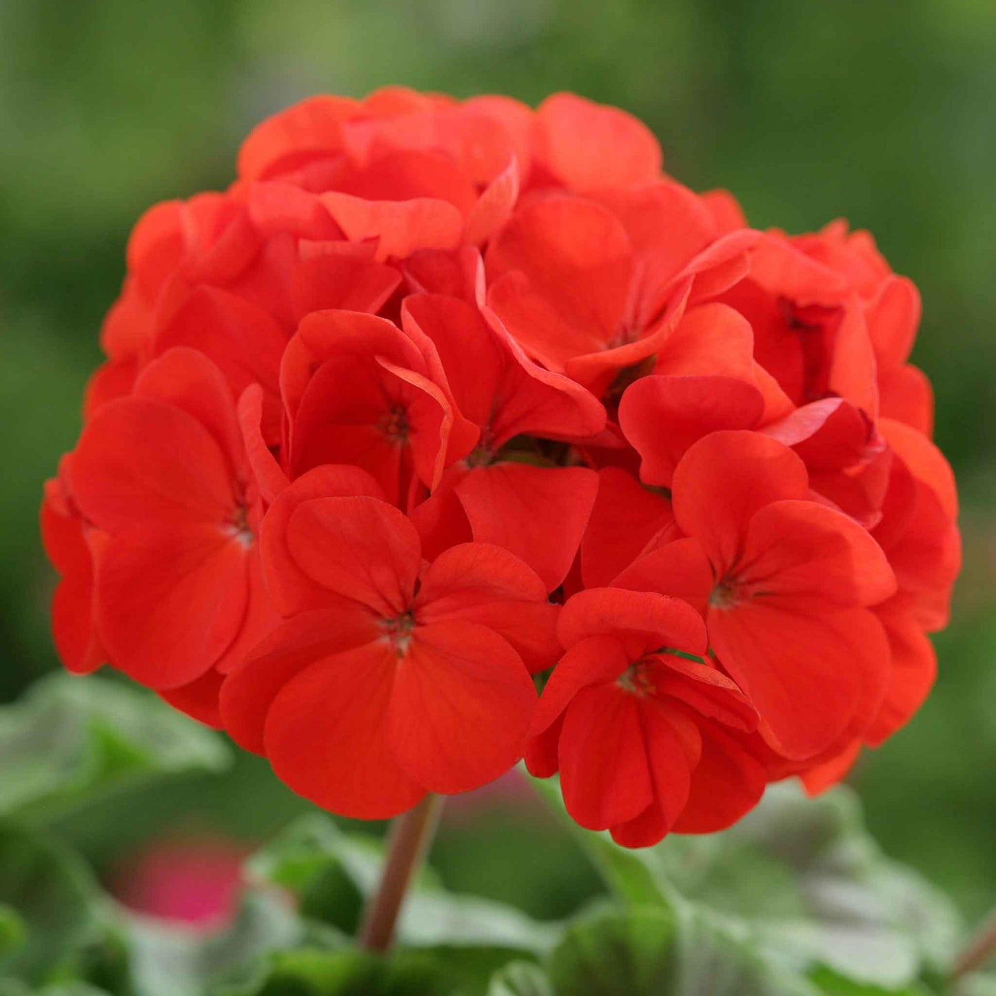 Bright red geranium horizon scarlet flower against a blurred green background.