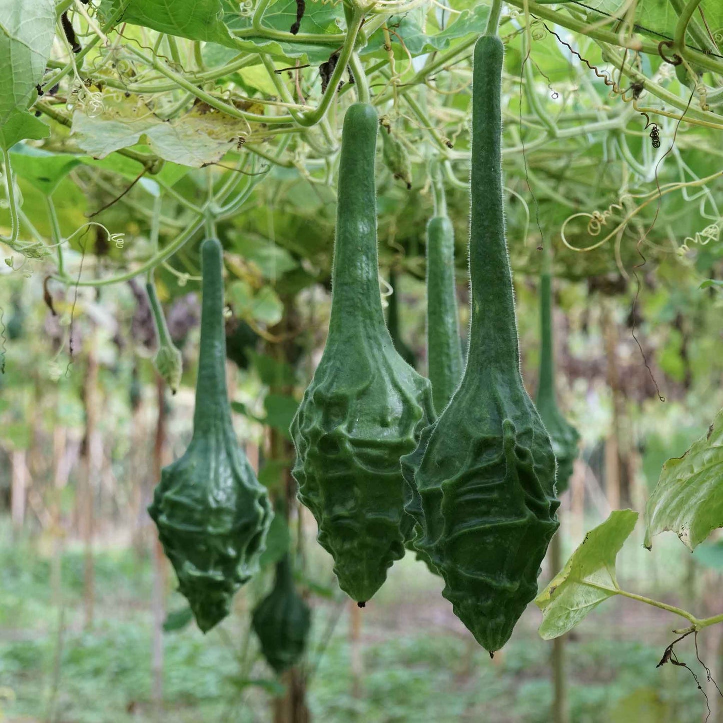 A long, light-colored, club-shaped gourd, of the Caveman's Club variety, shown hanging from a vine.