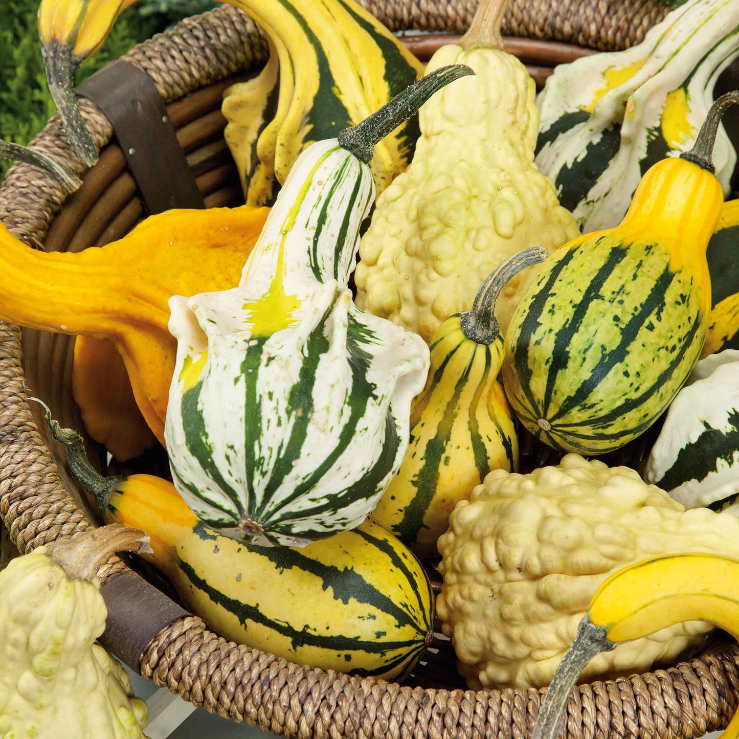 Gourds from the large mix, including some round and some elongated shapes, displayed in a basket.