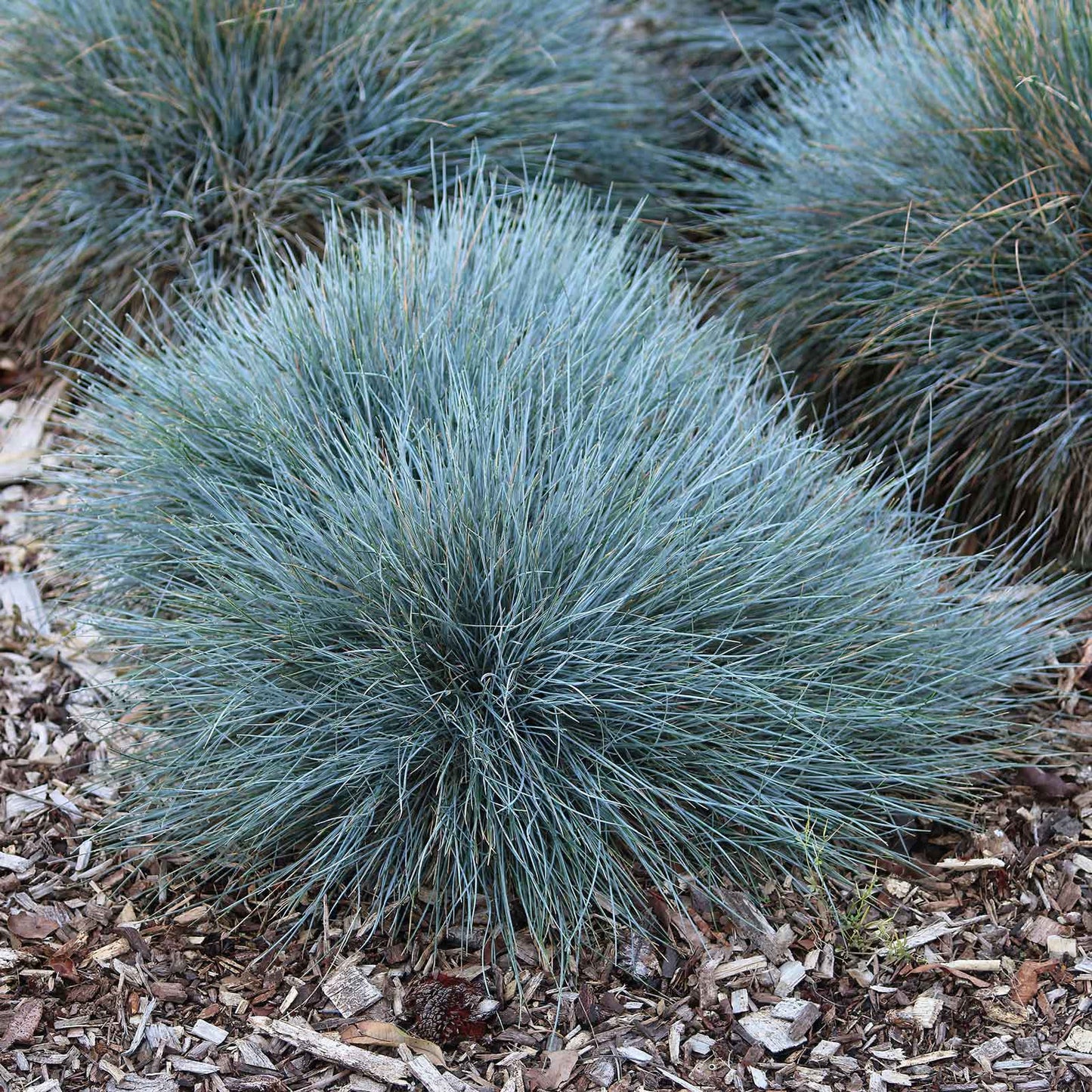Ornamental grass mix featuring a blue-green mounding grass against a blurred background.
